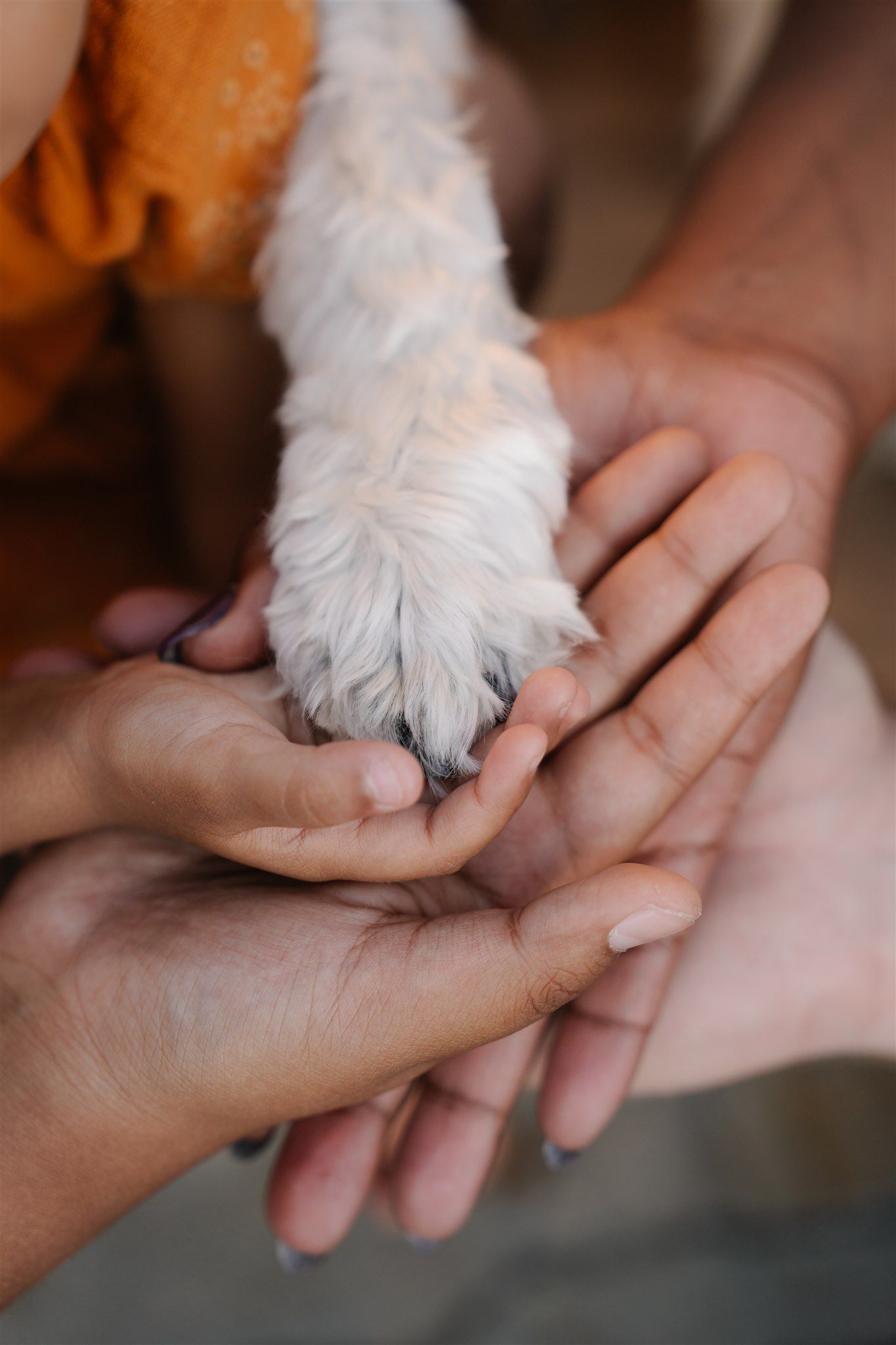 Close-up of hands gently holding a white dog's paw.