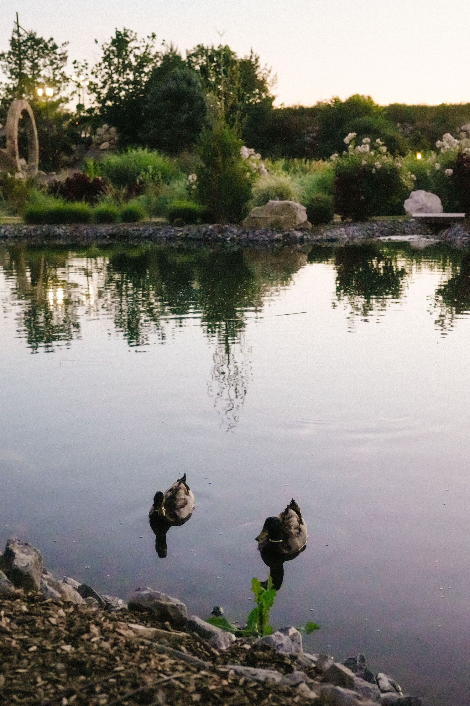 Tranquil pond with trees reflecting in still water at dusk.