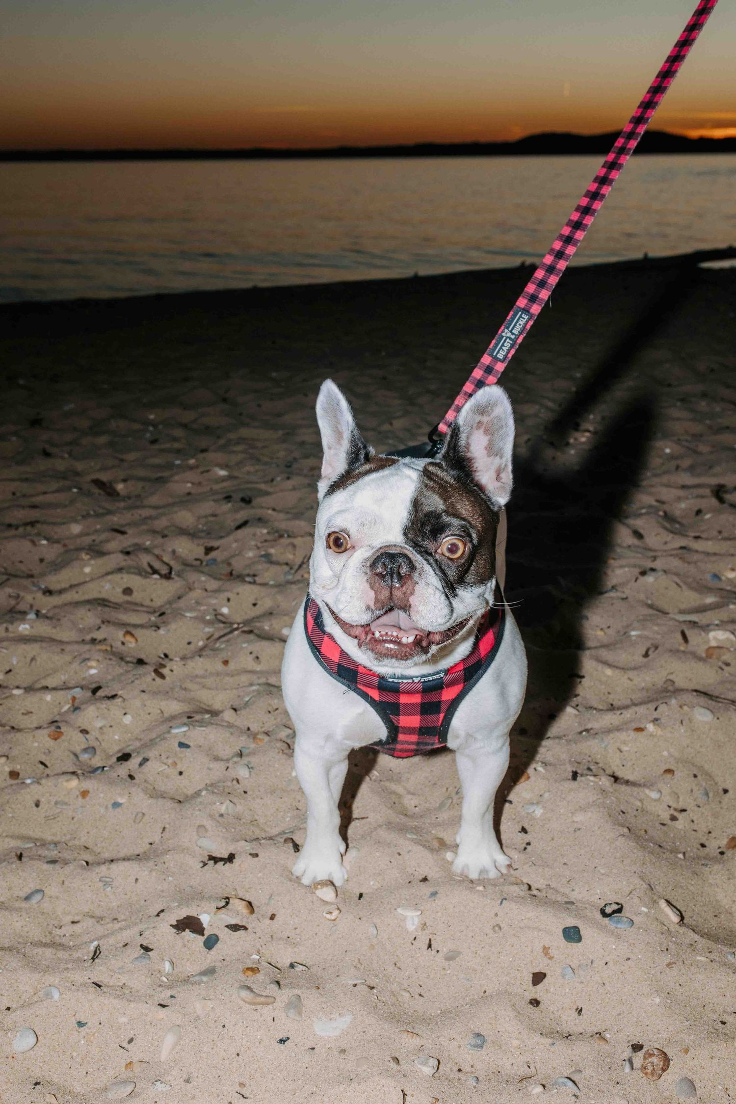 French bulldog wearing plaid harness walking on sandy beach at dusk.