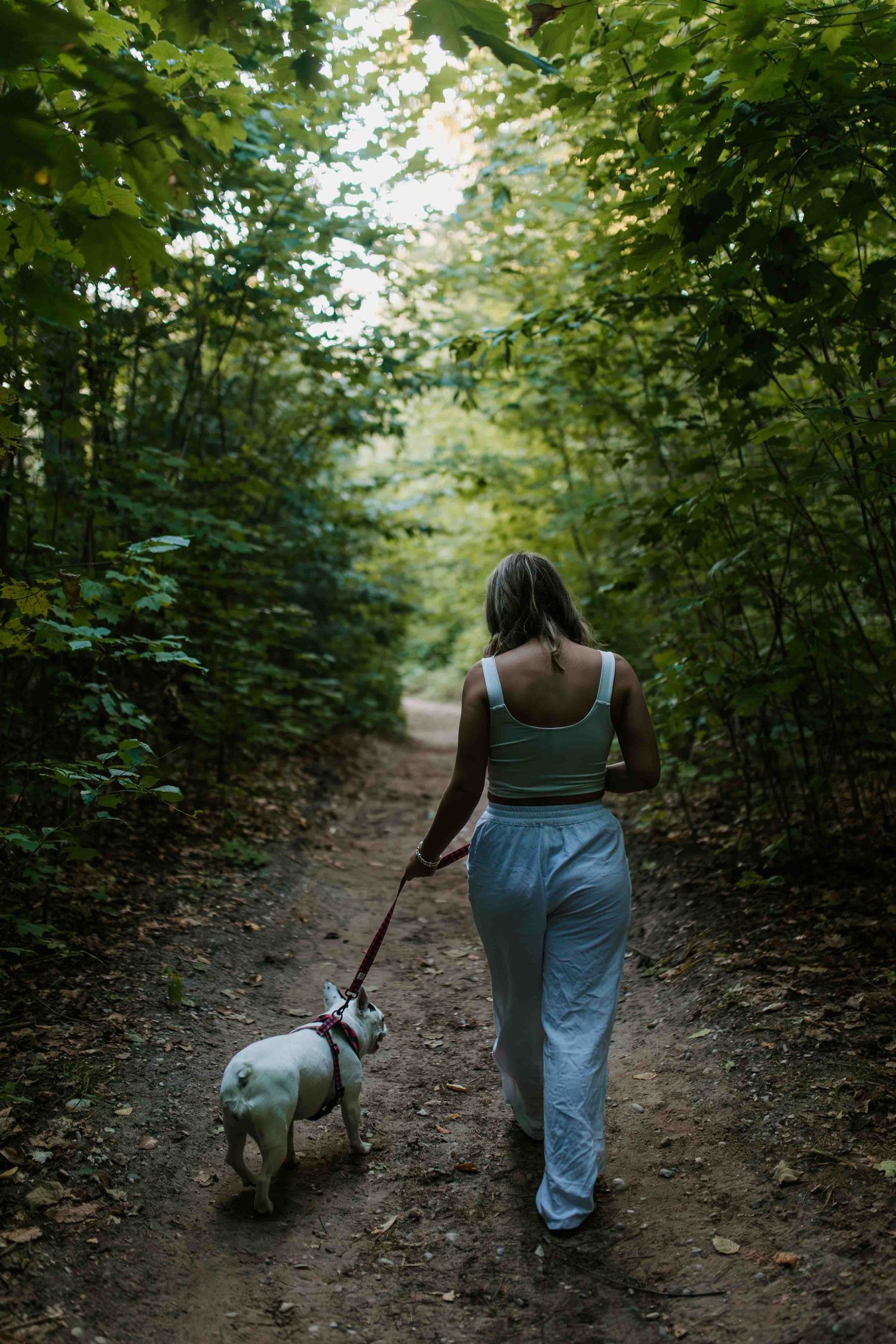 A peaceful forest walk with a small dog on a dirt trail surrounded by green foliage.