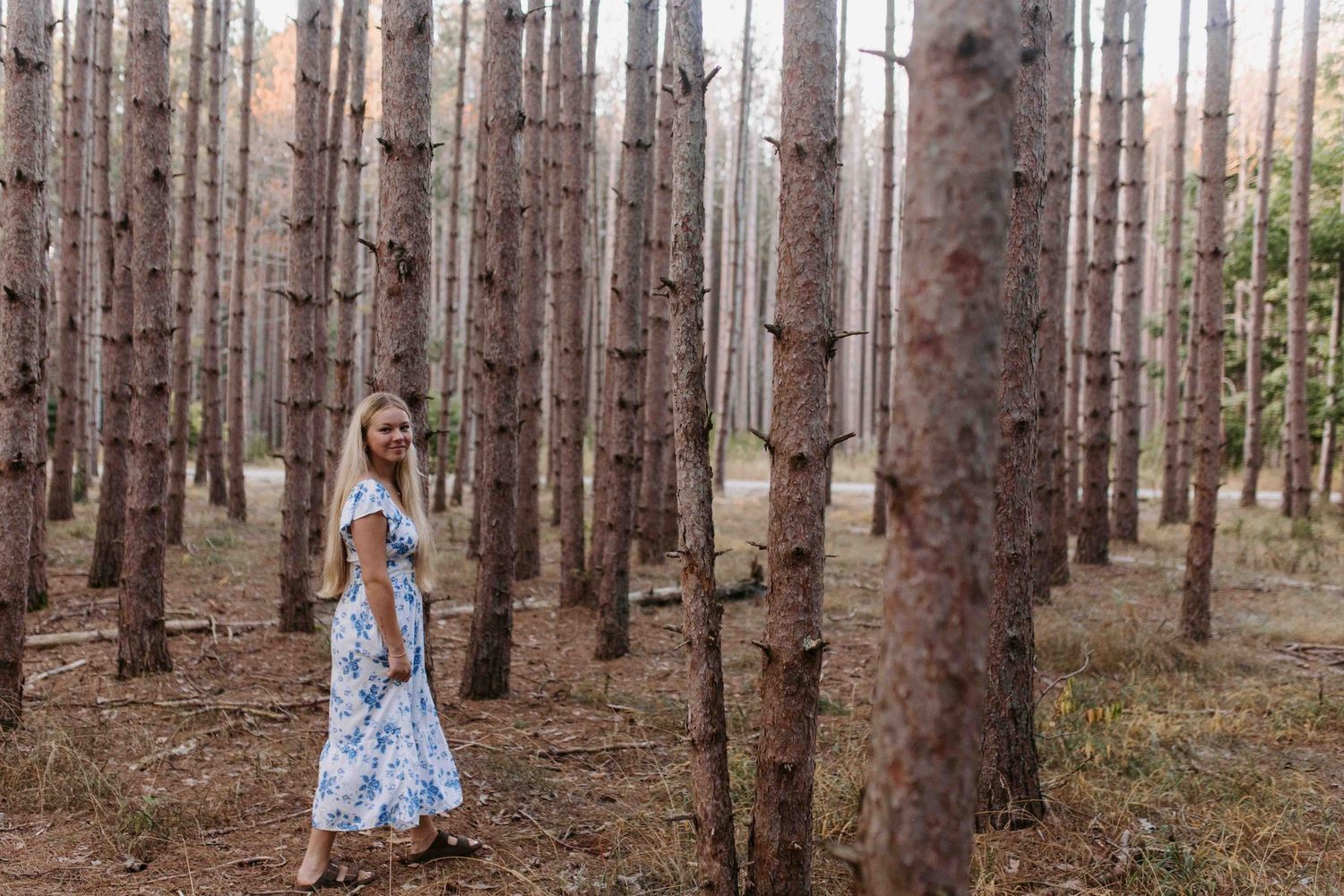 Forest scene with straight rows of pine trees and natural ground cover.