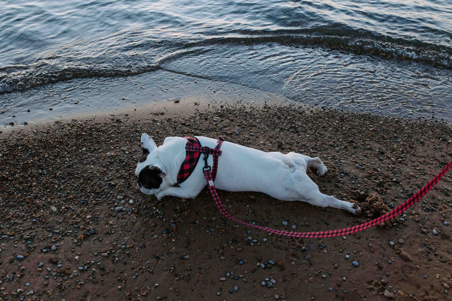 A black and white dog wearing a red harness lies on wet sand at the water's edge.