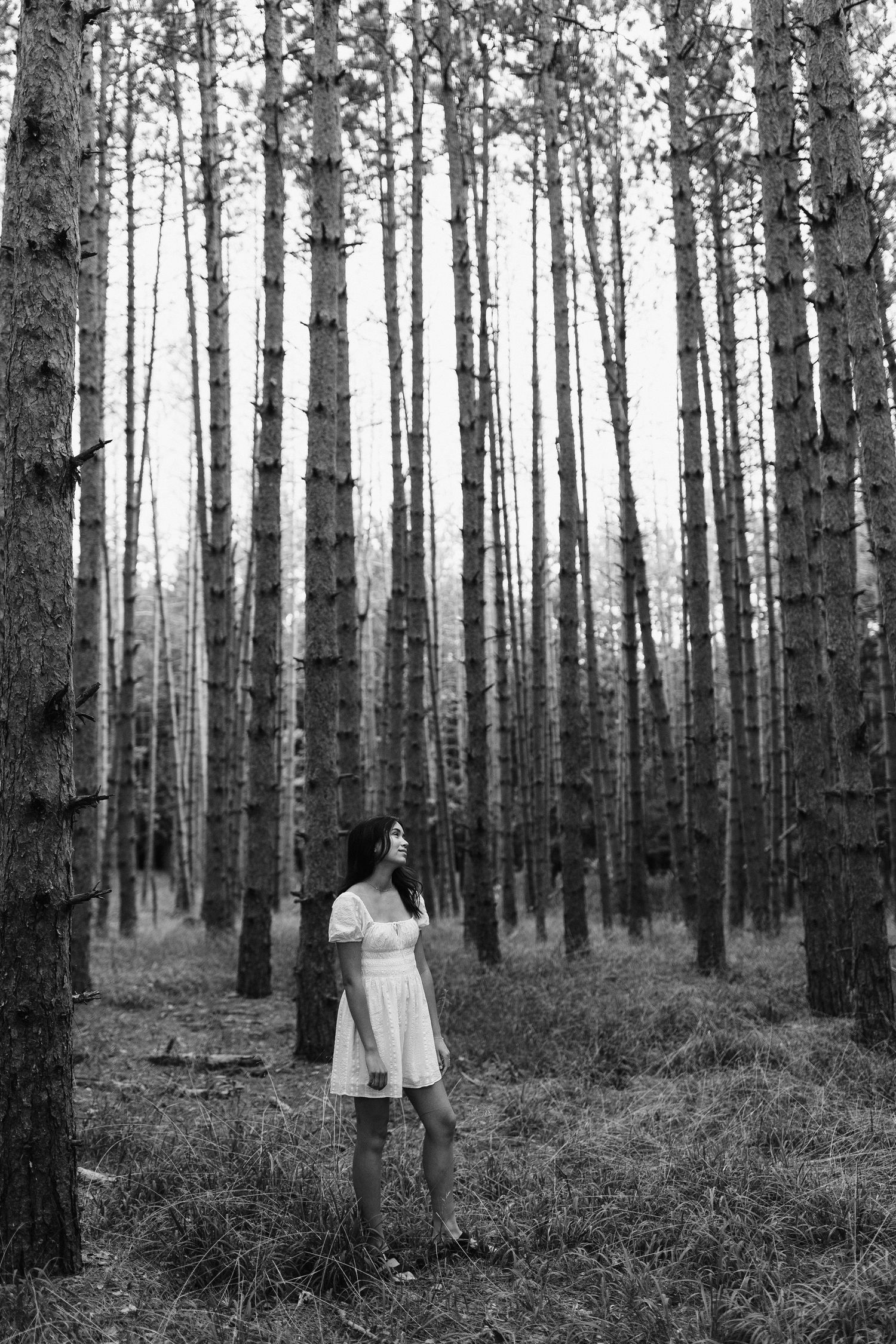 Black and white forest scene with tall pine trees creating a moody atmosphere.