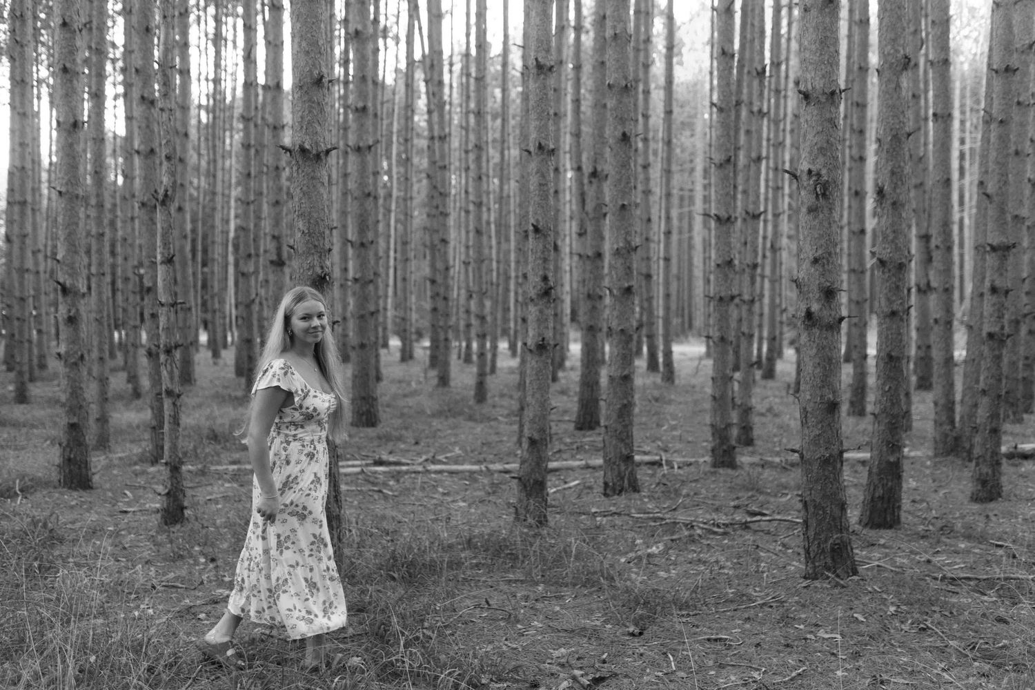Pine forest landscape with tall trees creating natural rows.