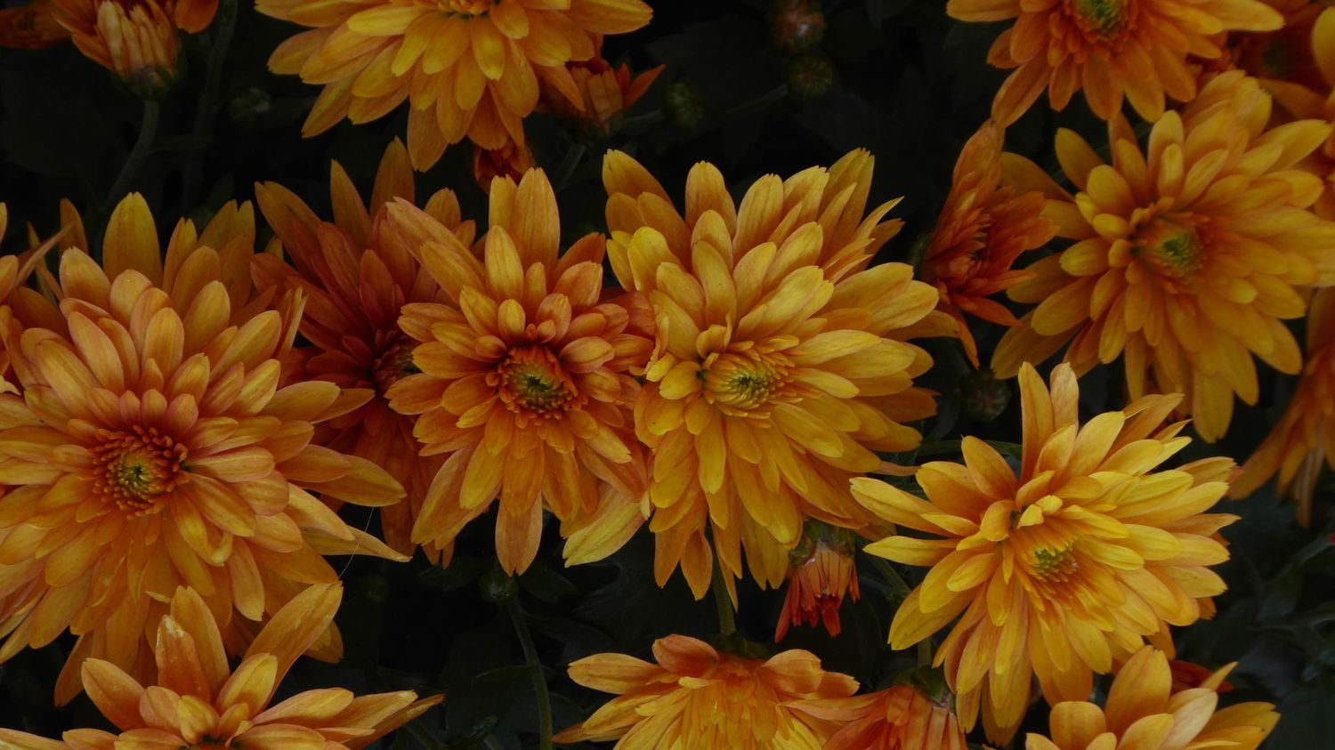 Nature photography