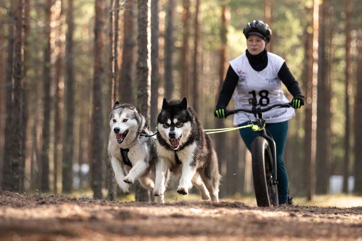 urheilukuva, kisakuva, koiraurheilu, valjakkourheilu