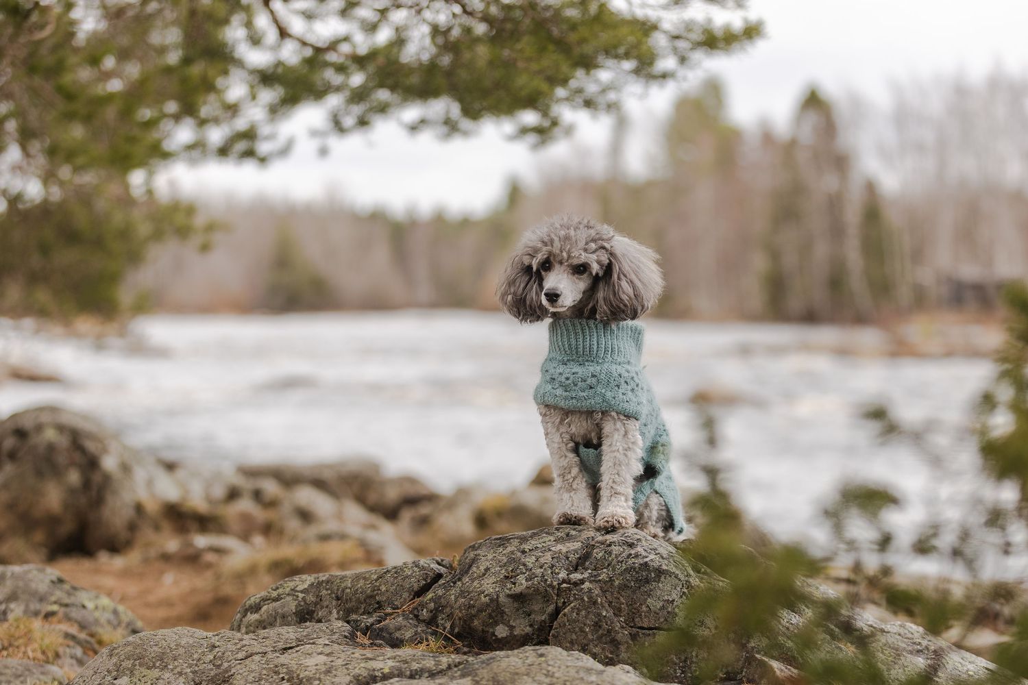 lemmikkikuvaus, koirakuvaus, lemmikkikuvaaja