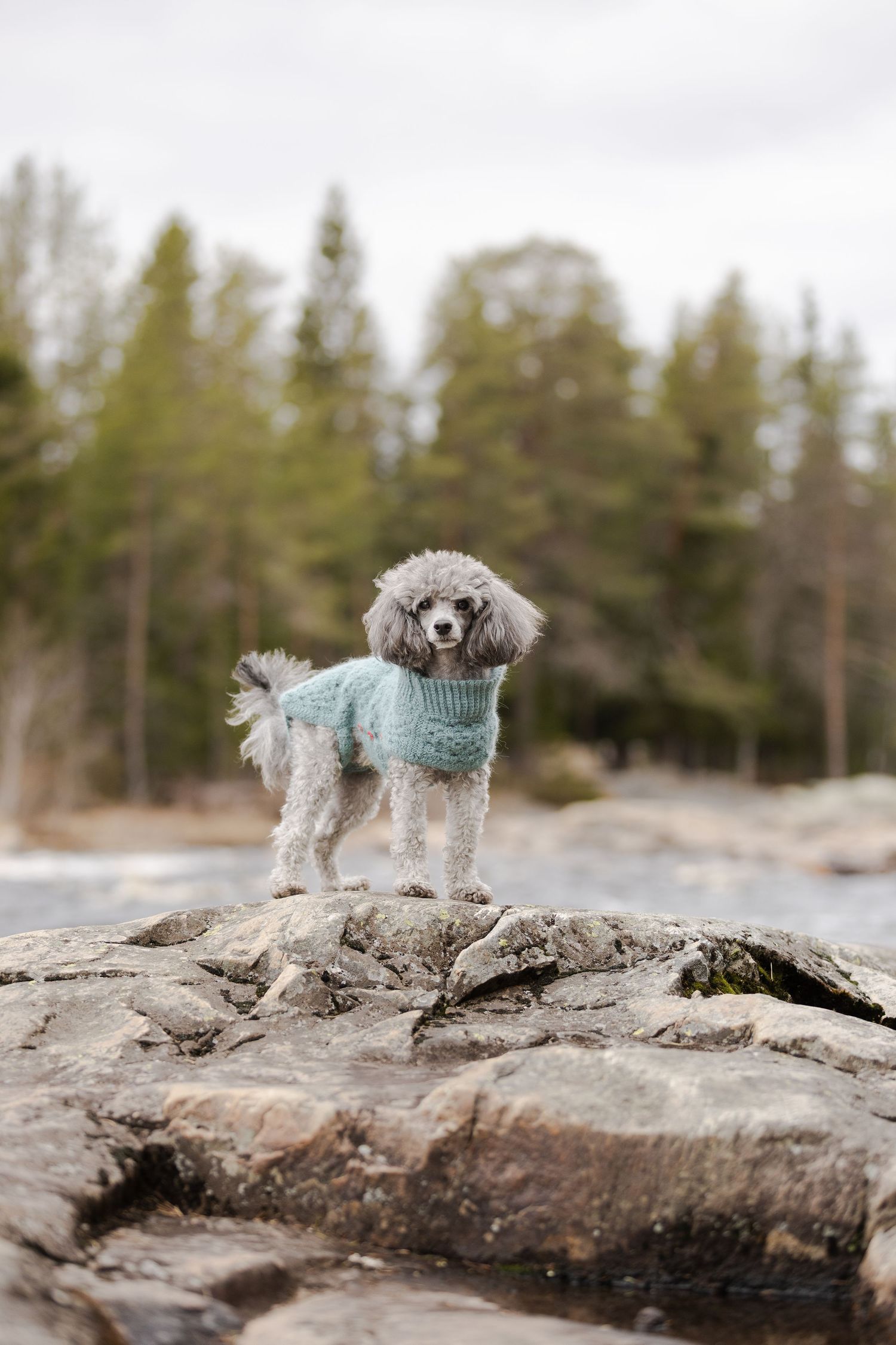 lemmikkikuvaus, koirakuvaus, lemmikkikuvaaja