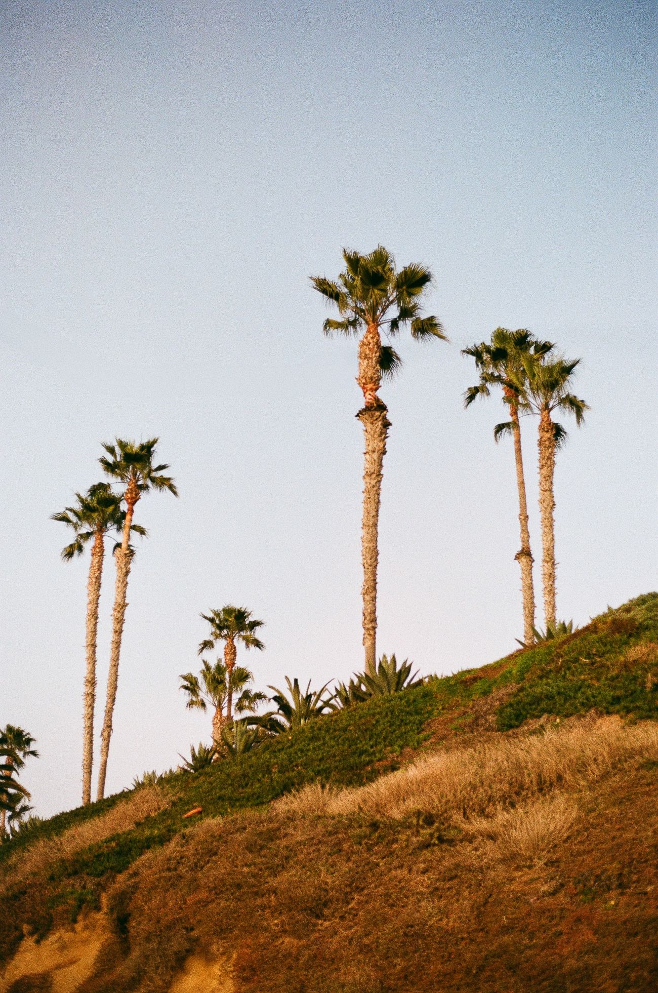 Tall palm trees line a steep hillside during golden hour against a pale blue sky in Southern California.