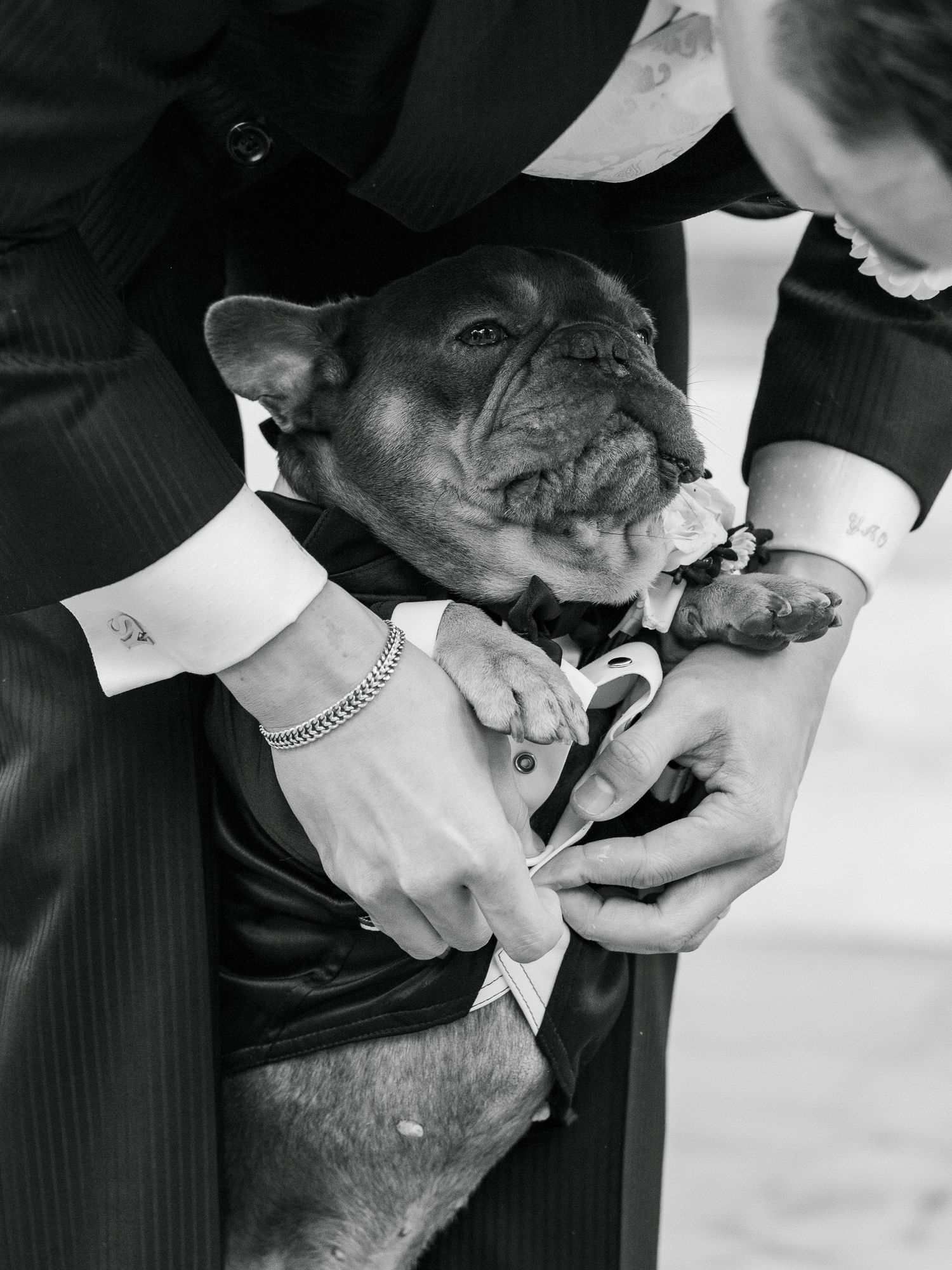 A French Bulldog wearing a bow tie is being helped with formal attire in this black and white photograph.
