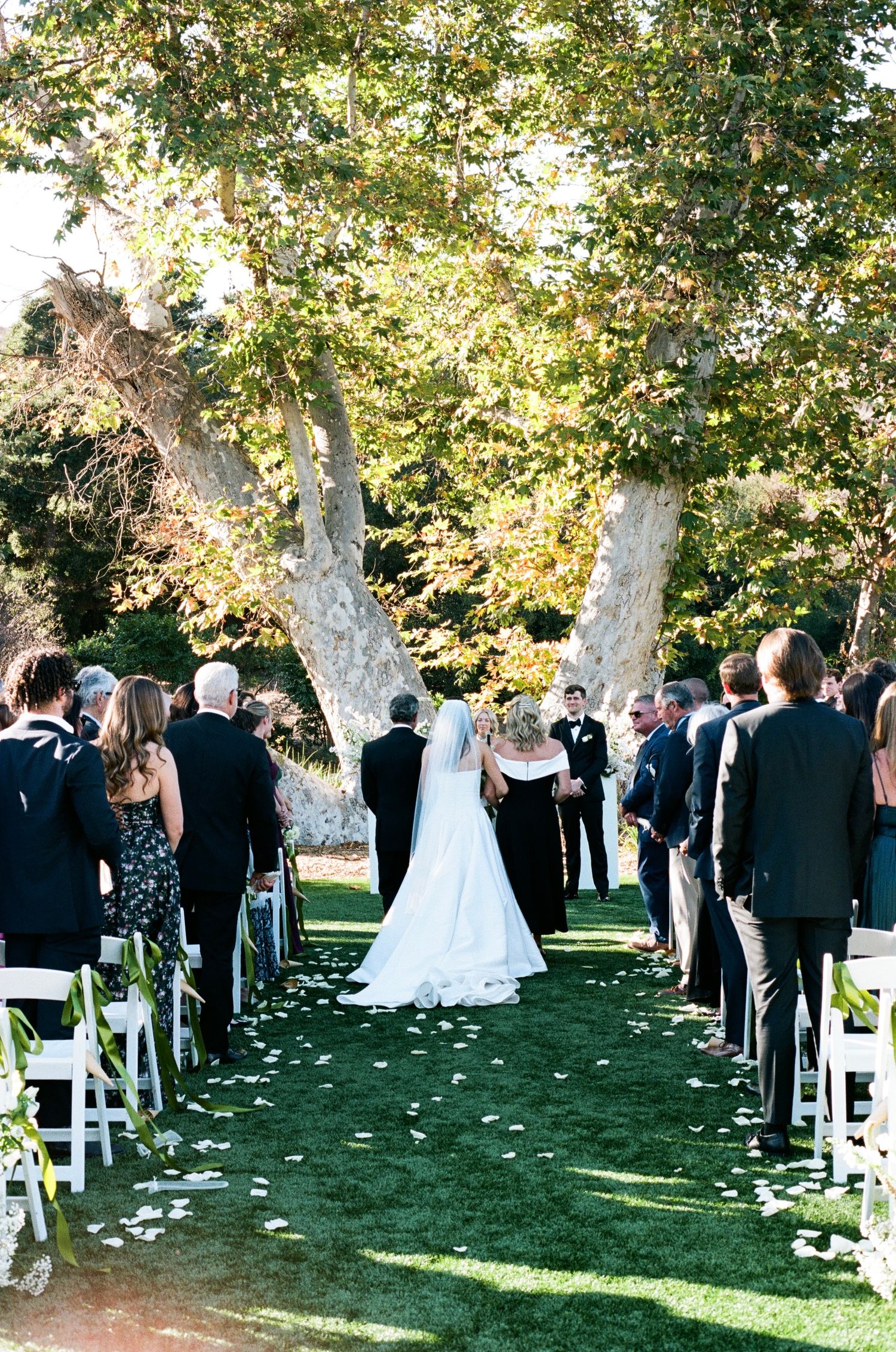 An outdoor wedding ceremony under a large tree with white chairs and flower petals lining the grassy aisle.