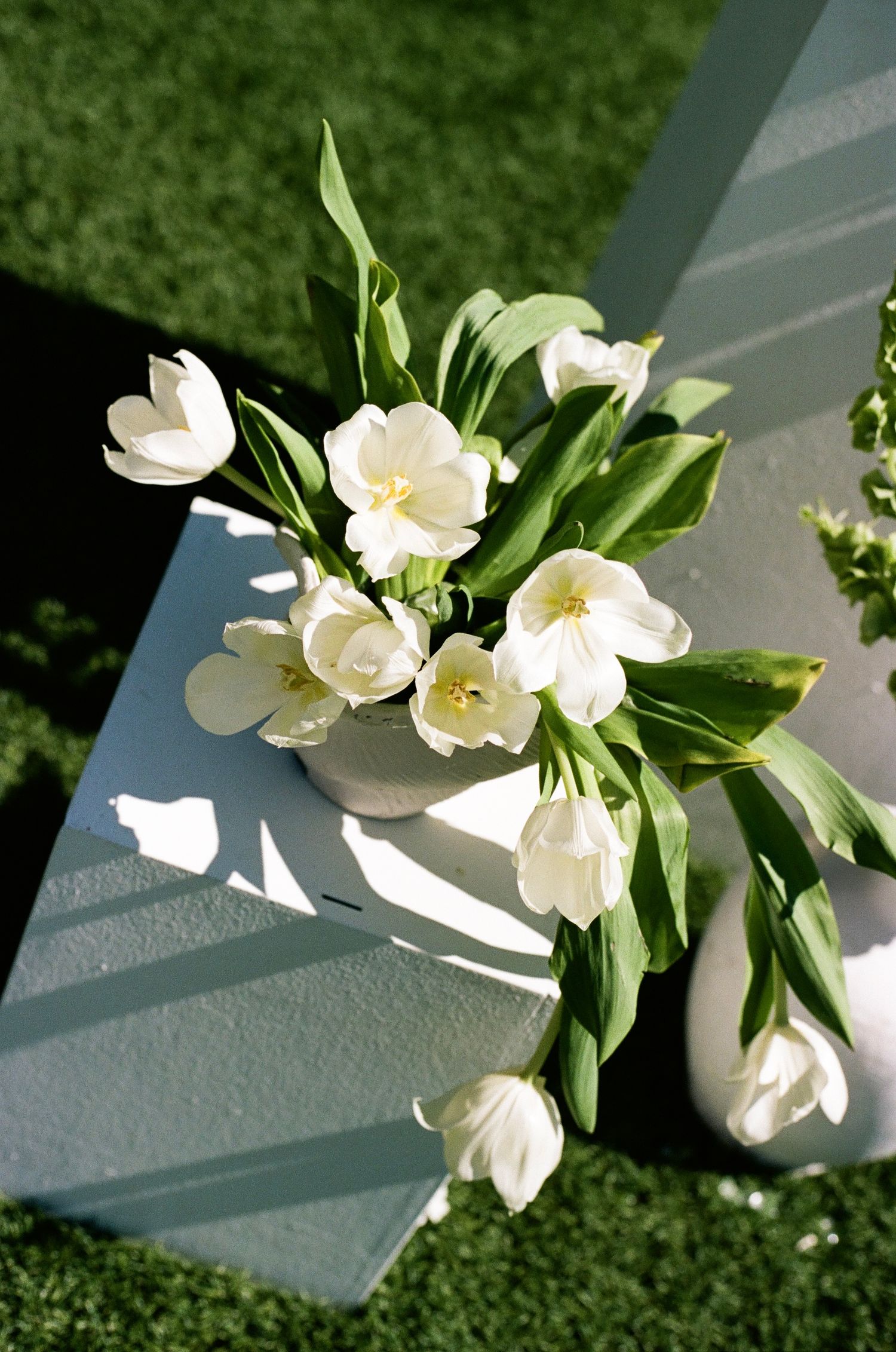 White hellebore flowers cast dramatic shadows against a green background in a sequence of artistic macro shots.