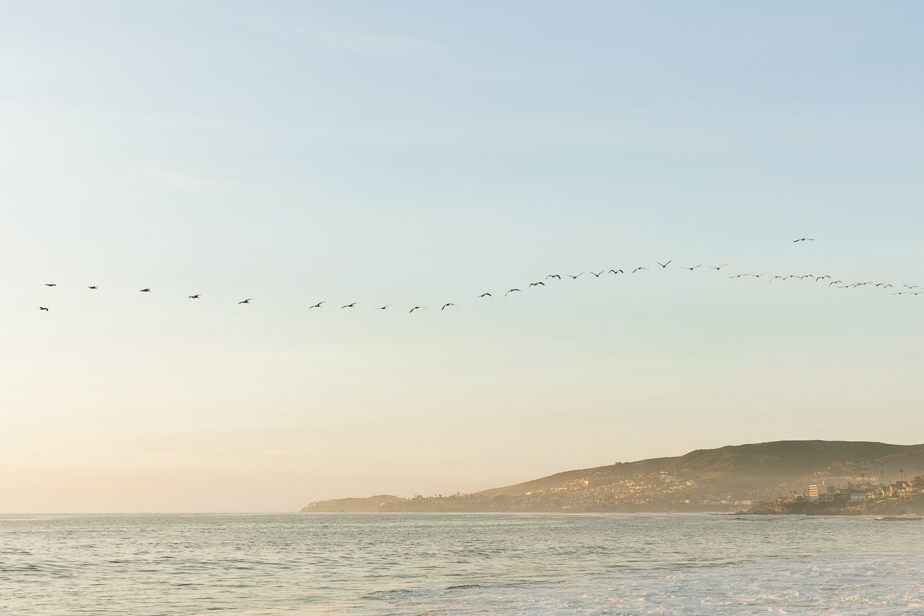 A flock of birds flying in a V-formation over a serene coastal landscape at sunset with rolling hills in the distance.