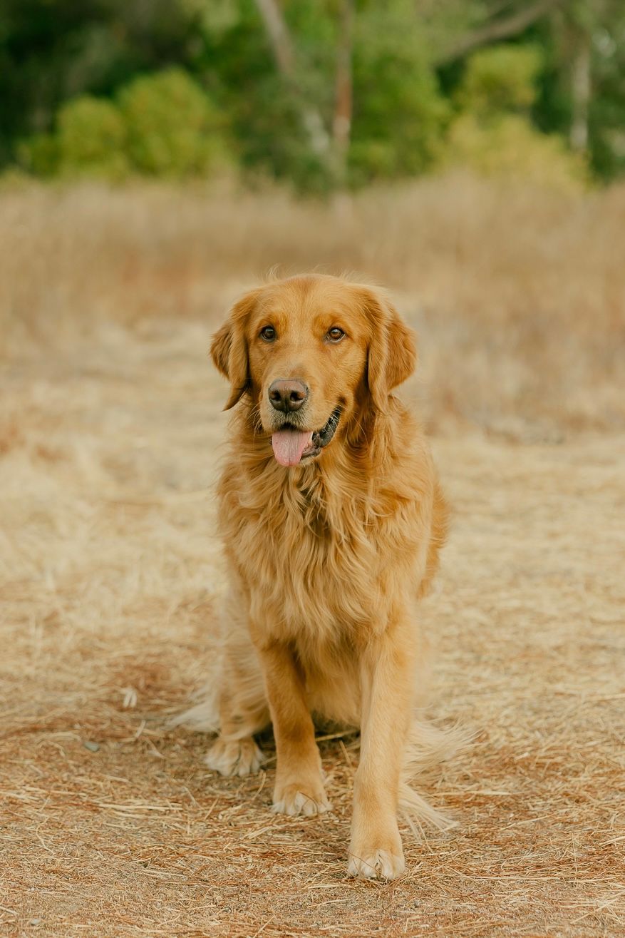 A beautiful Golden Retriever with a shiny coat stands on a dirt path surrounded by green foliage in the background.