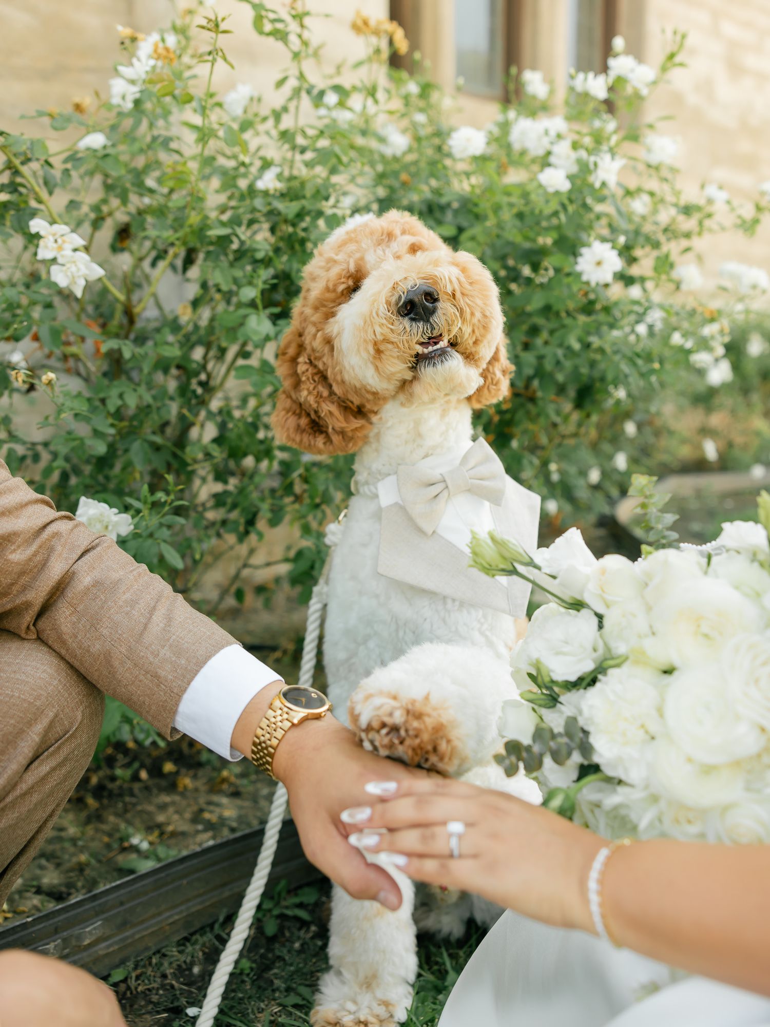 Goldendoodle dog in white dress poses with couple's hands showing wedding rings and white flowers.