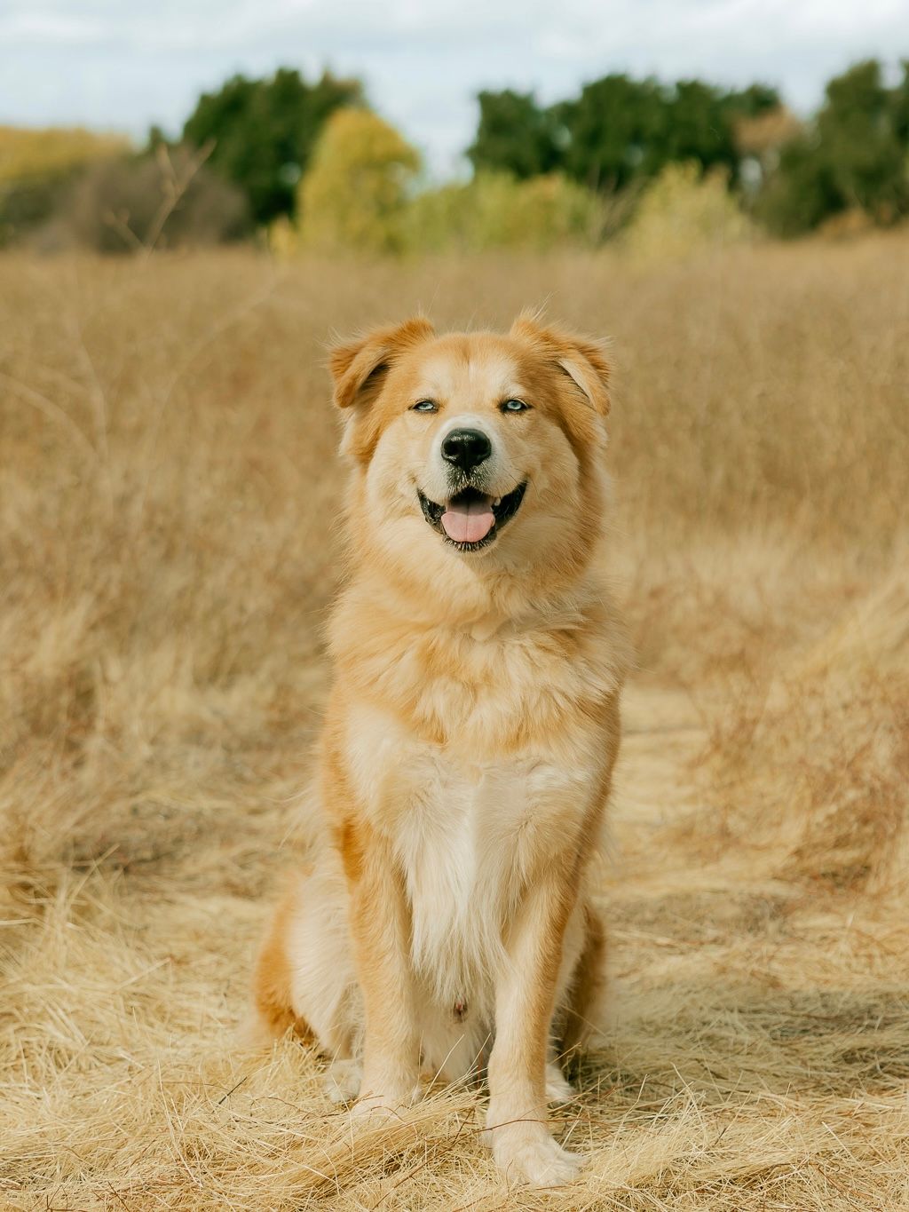 Happy golden retriever mix dog sitting in tall brown grass field with trees in background on sunny day.