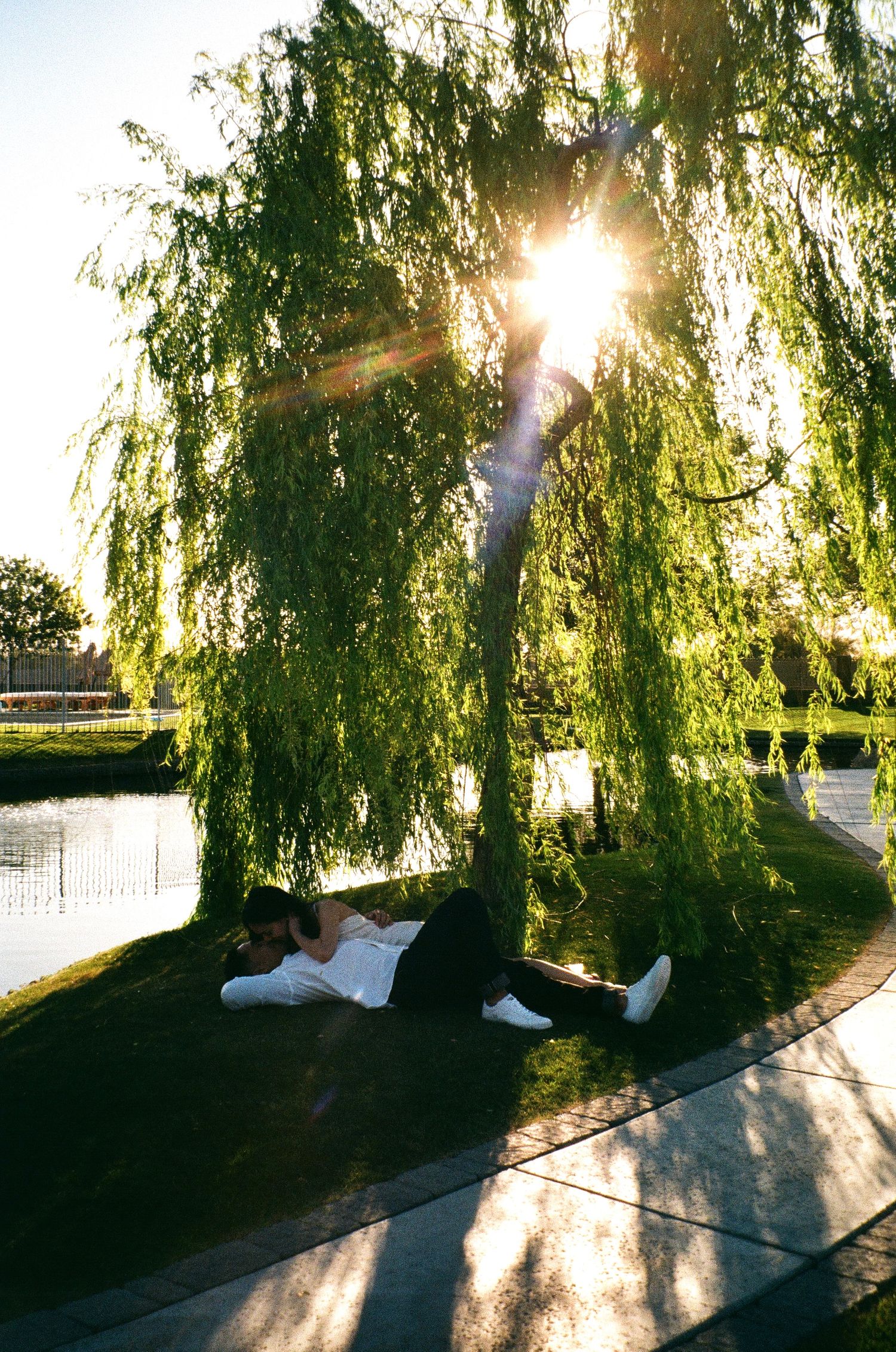 Weeping willow tree branches cast long shadows across a walkway during golden hour sunset by a waterfront.