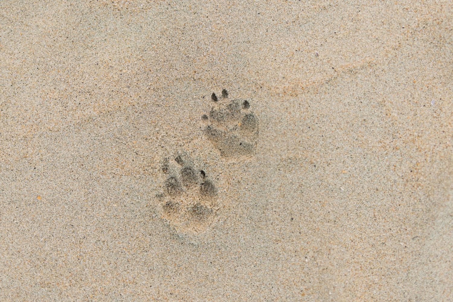 A series of animal paw prints left in smooth sand on a beach or shoreline.
