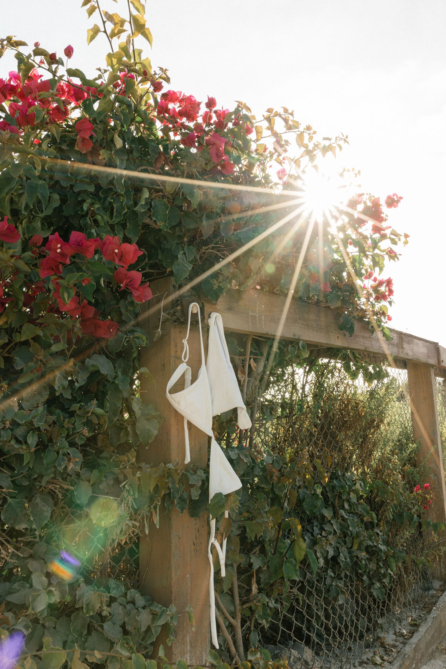 Red bougainvillea flowers bloom on a wooden pergola with sunlight streaming through creating a beautiful garden scene.
