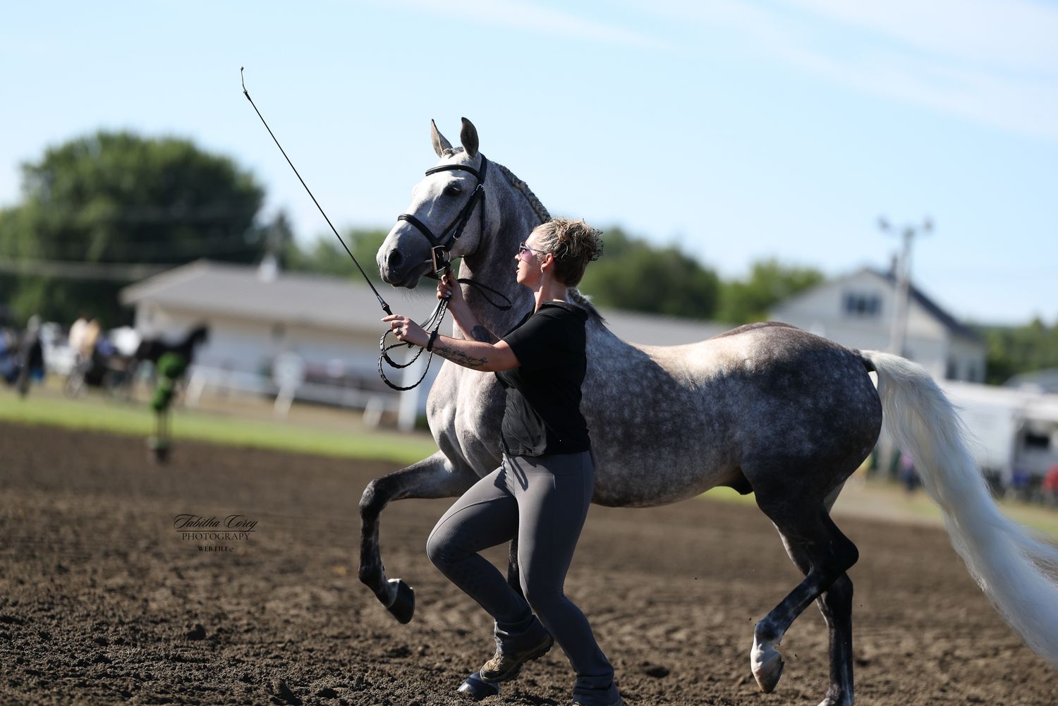 A dappled gray horse lunges and kicks out while being exercised on a lead line in a dirt arena.