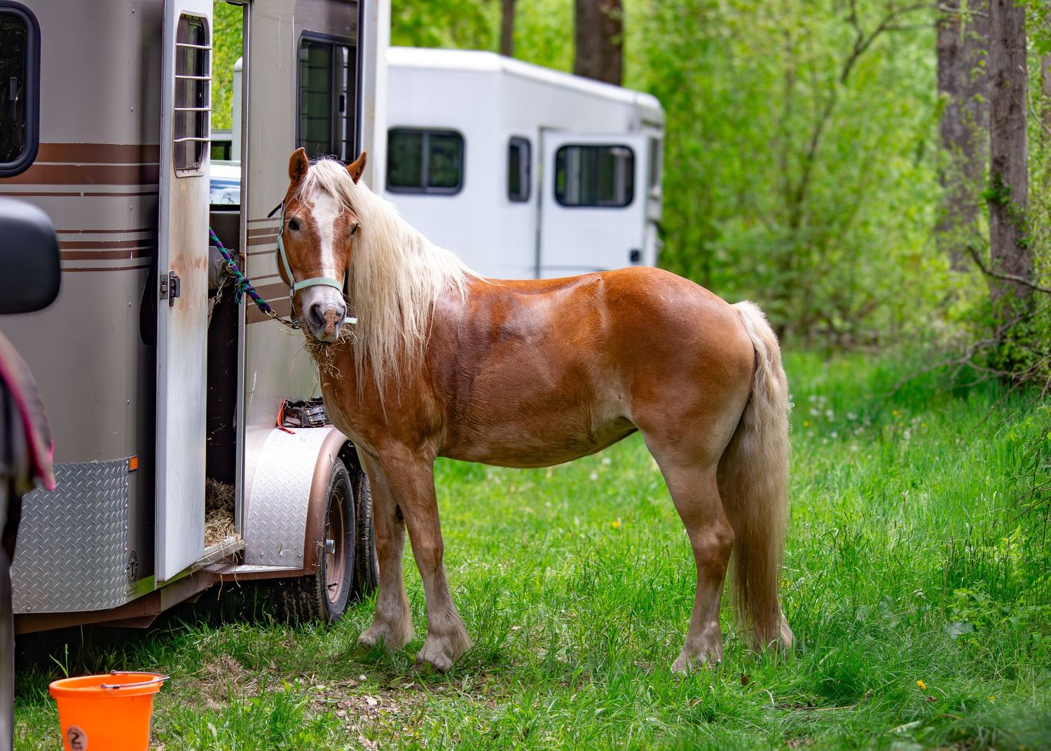 Chestnut brown horse standing beside a silver horse trailer on grassy ground near trees.