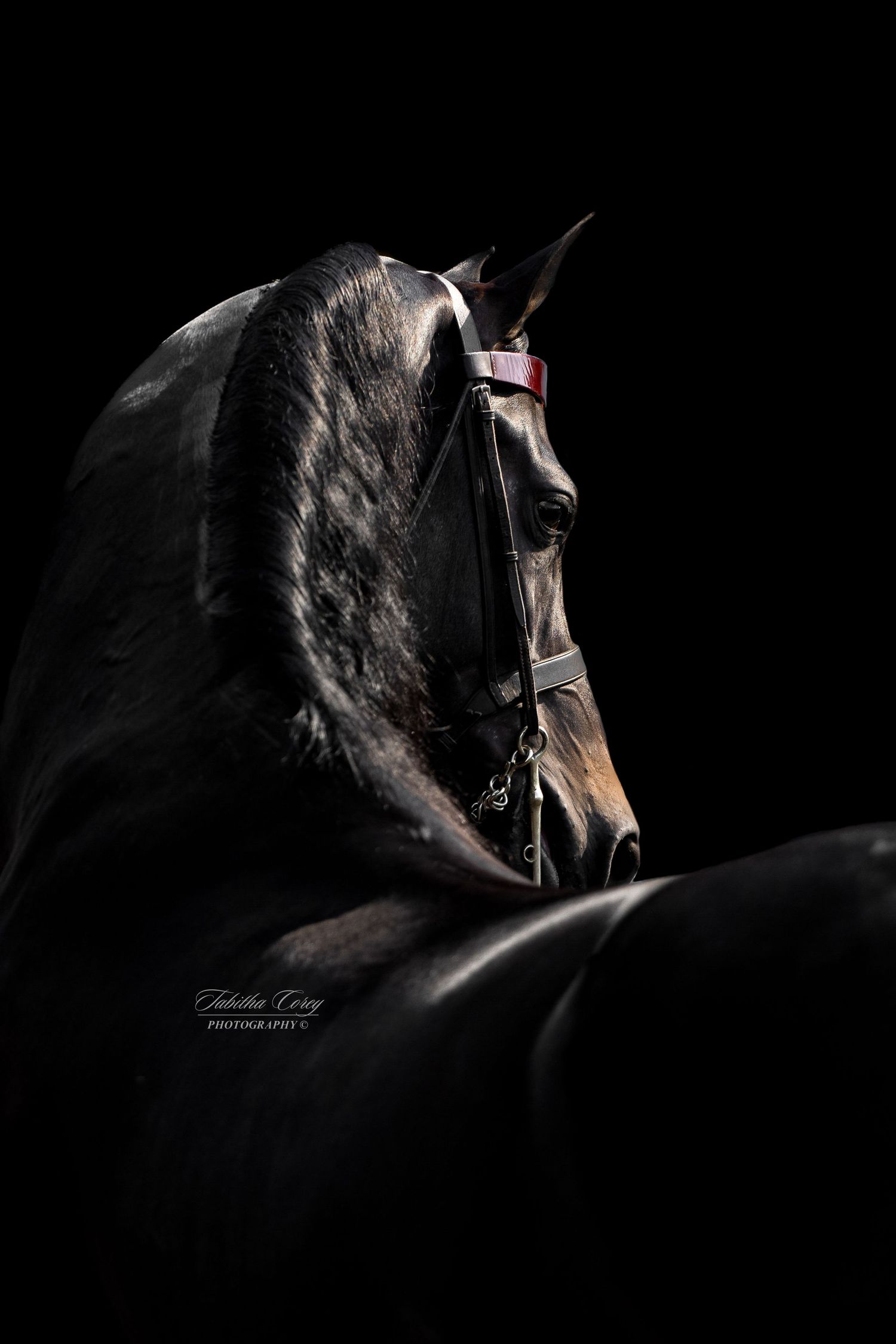 Dramatic side profile portrait of a majestic dark horse against black background with artistic lighting effect.