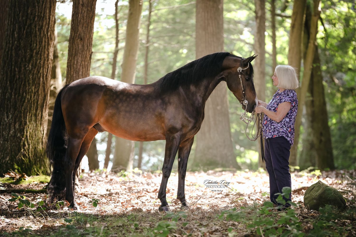 Horse and handler stand in a tranquil sunlit forest with dappled light filtering through the trees.