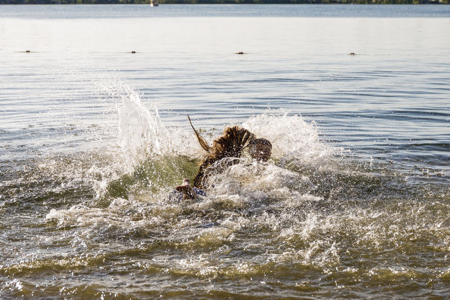 A dog splashing energetically through lake water on a sunny day.