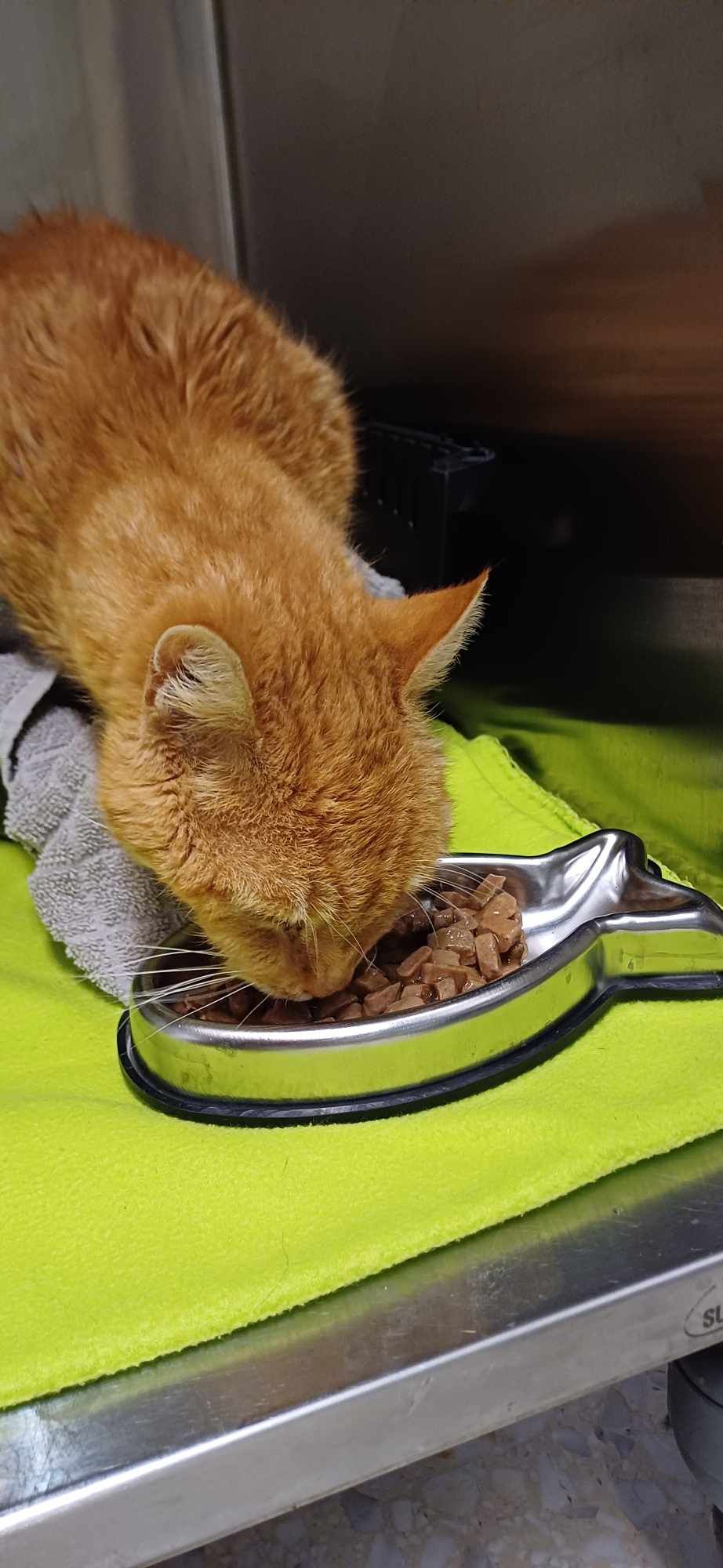 Eet je kat minder of niet? Grijp tijdig in.