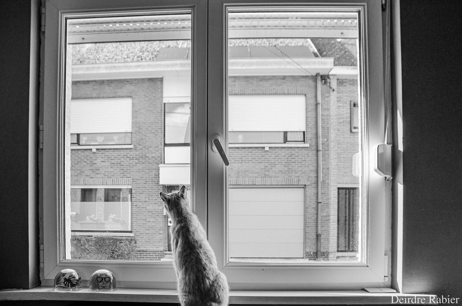 Kattenwelzijn