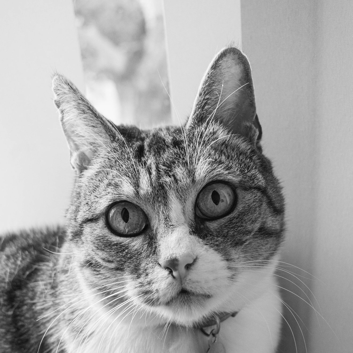 #catsatthevet