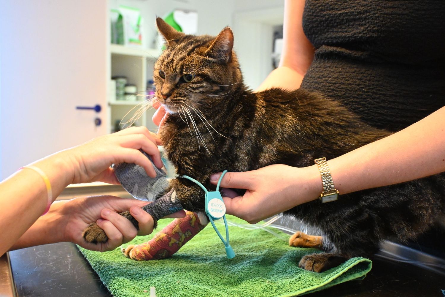 Bloedname seniorscreening
#catsatthevet