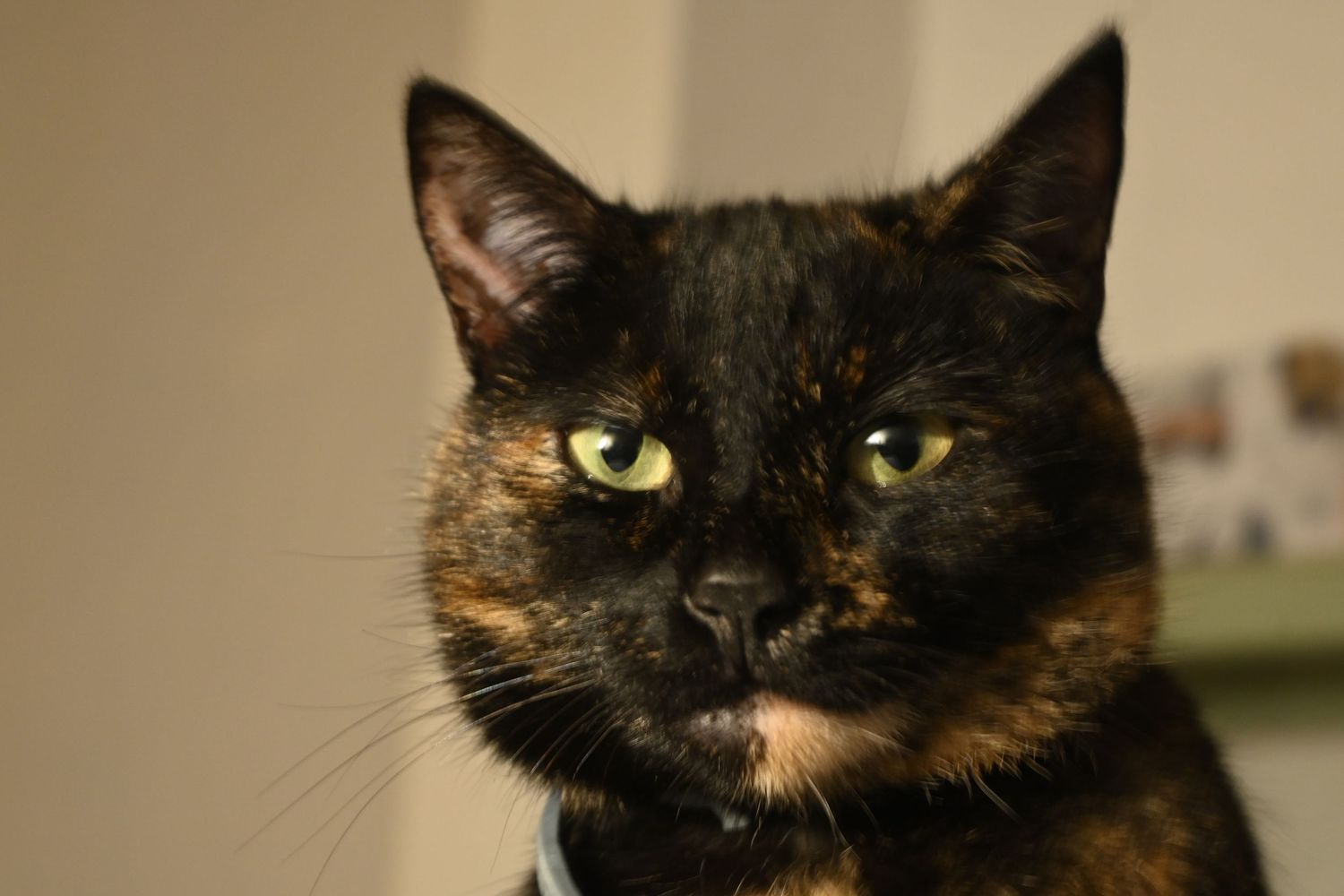 Het belang van lichaamstemperatuur bij je kat.