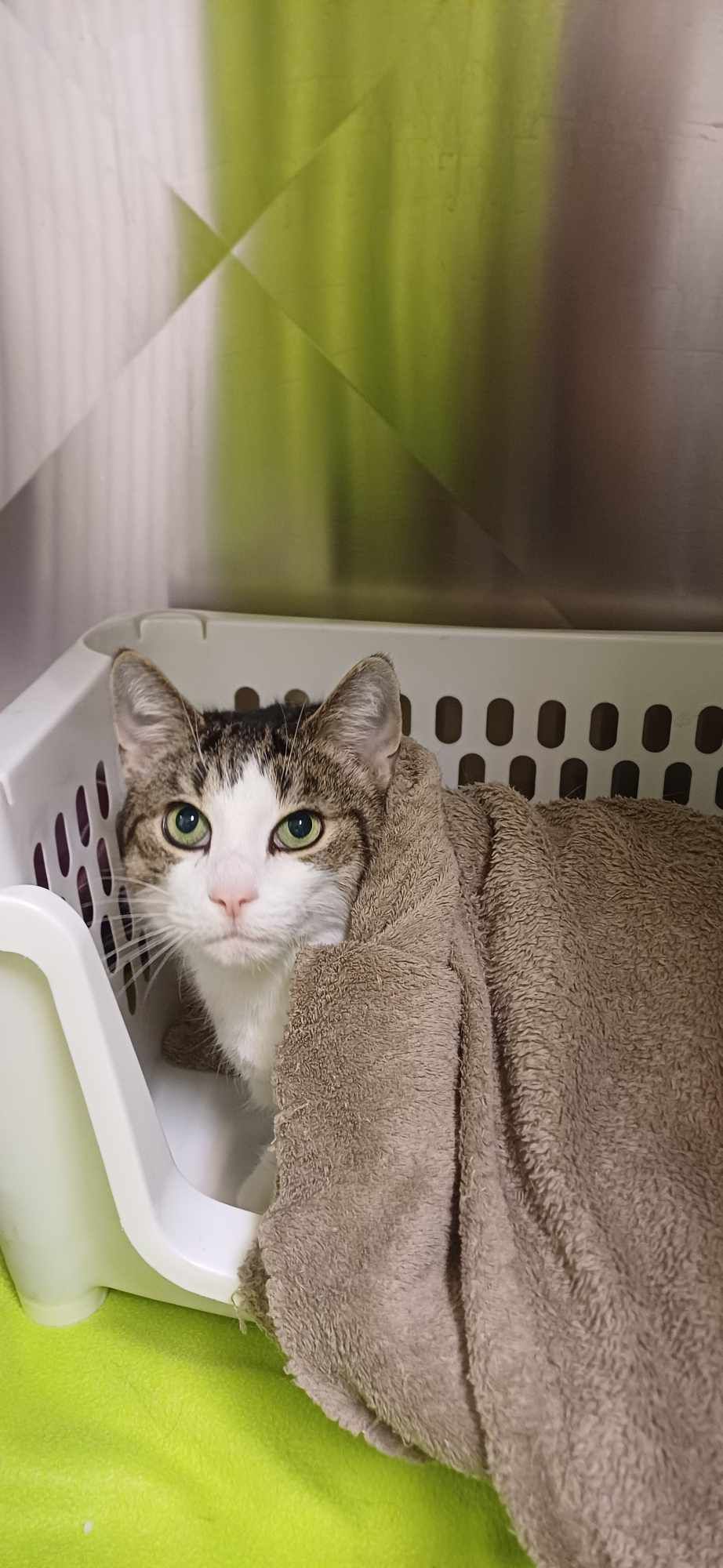 Seniorkat TLC