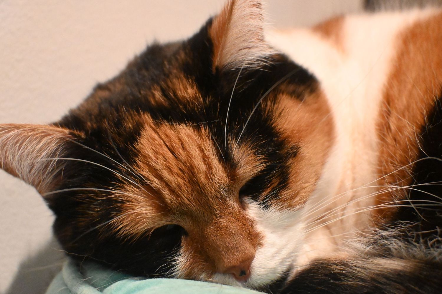 #catsatthevet