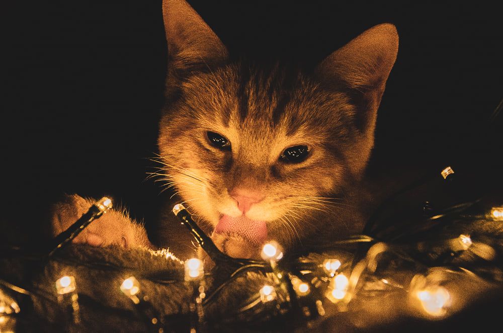 Stressvrije kat