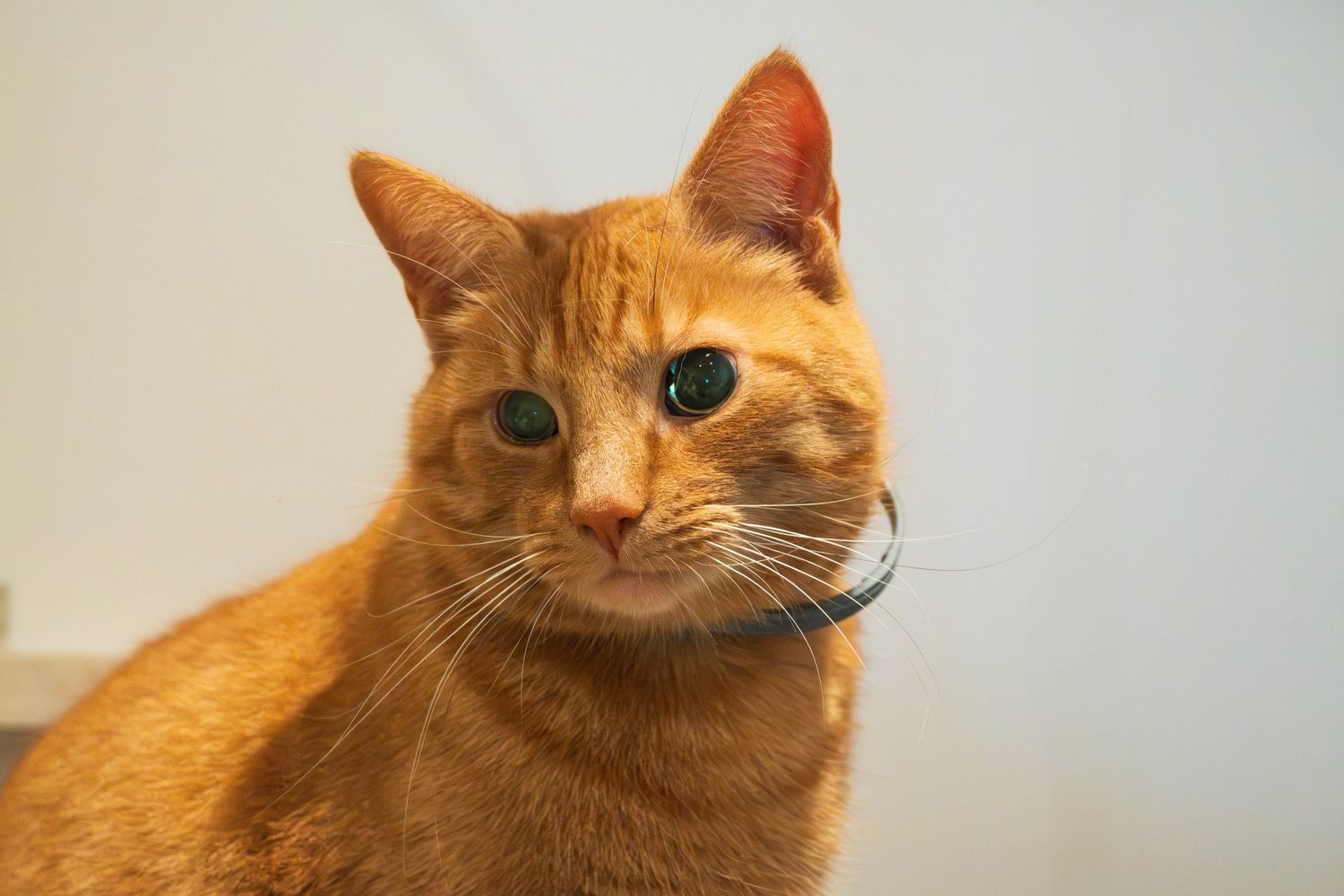 Welovecats