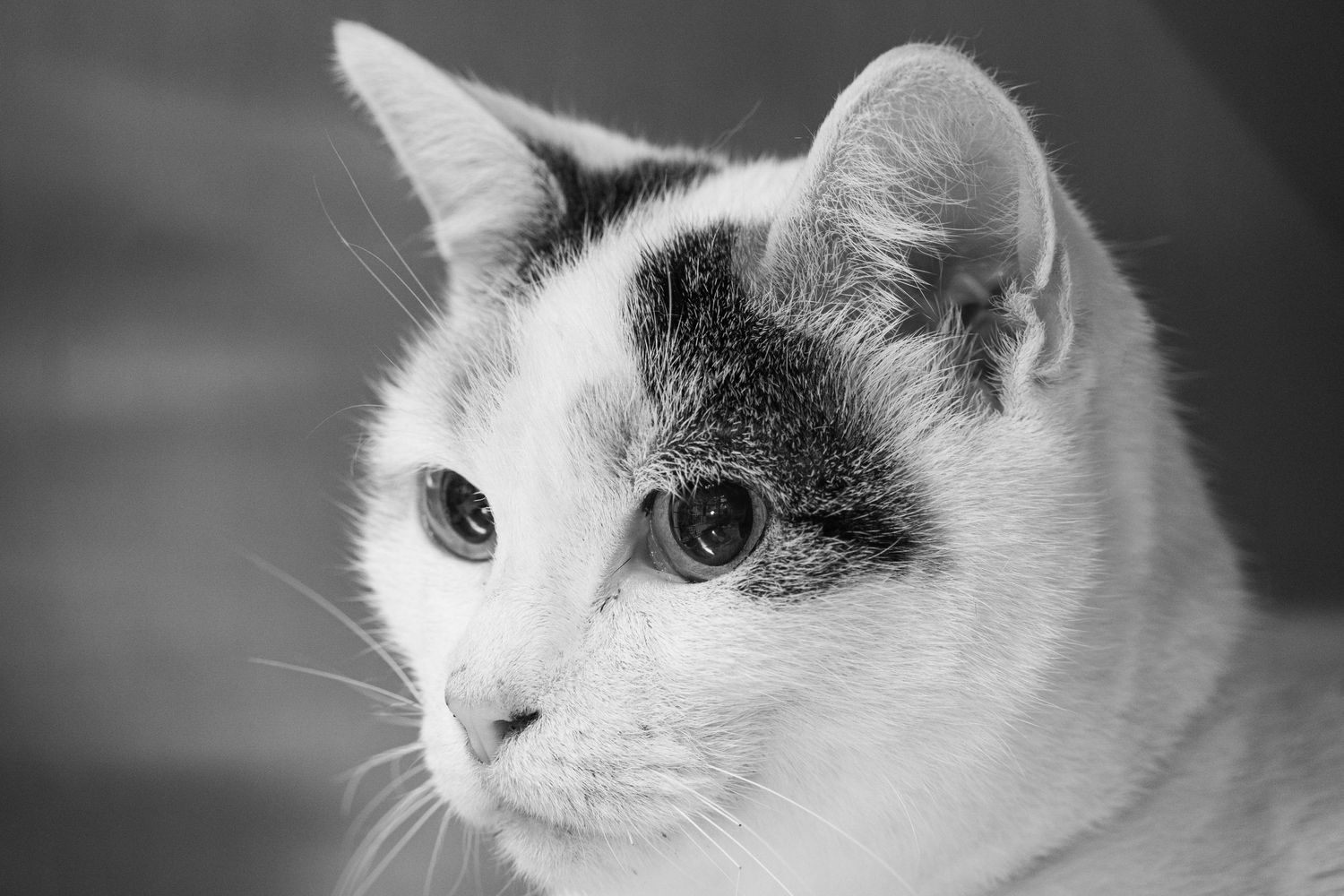preventieve zorgen dierenarts
