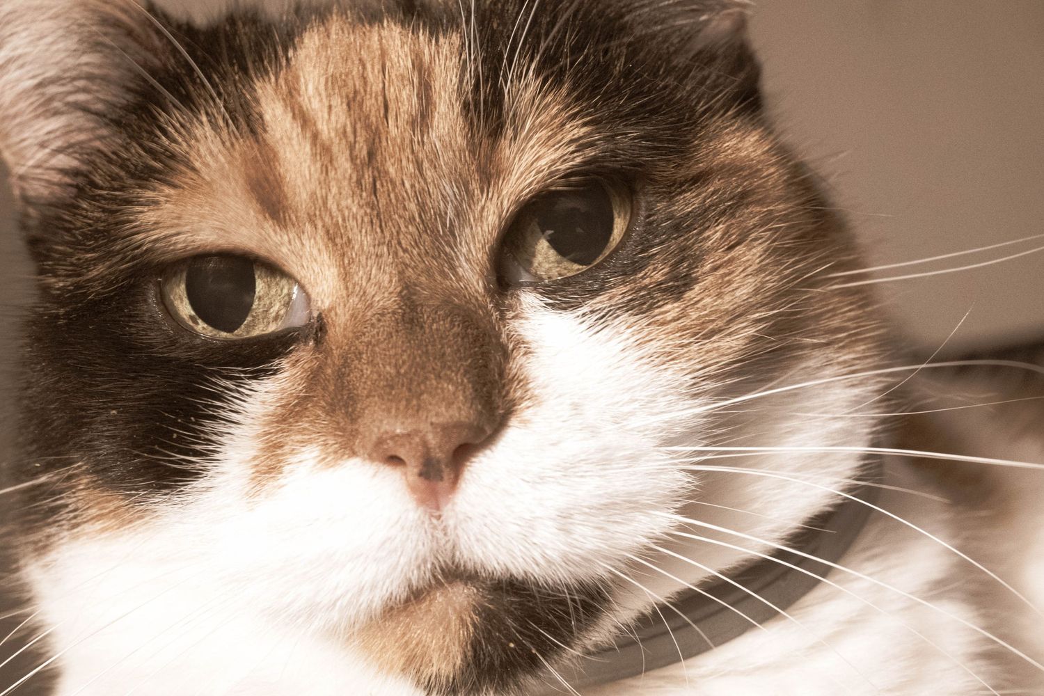 #catsatthevet