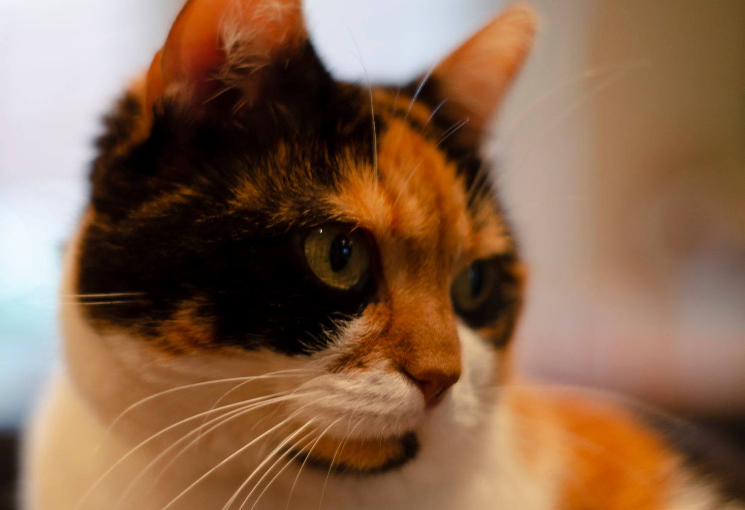 Preventieve zorg kat