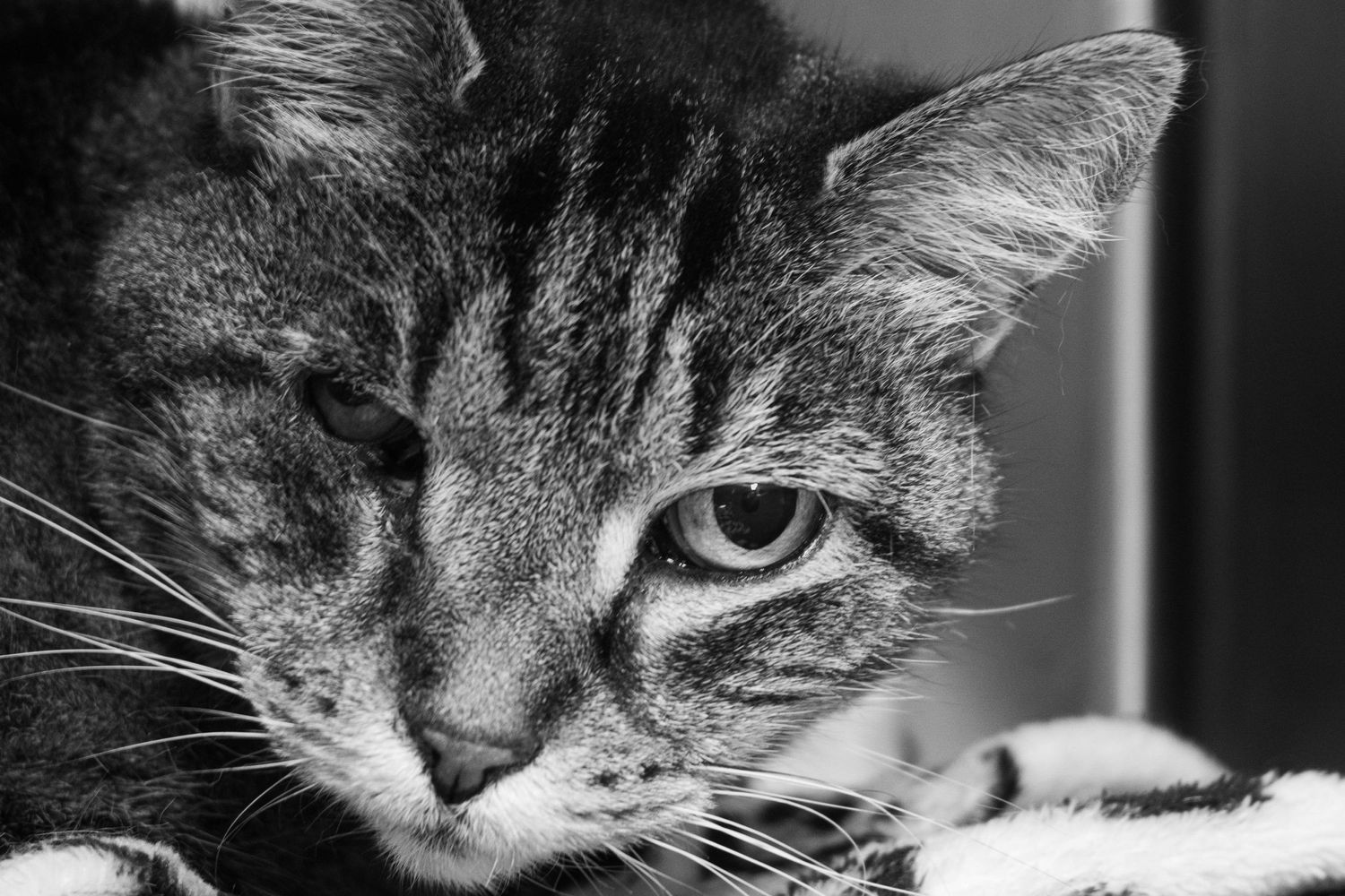 Seniorkat bij de dierenarts