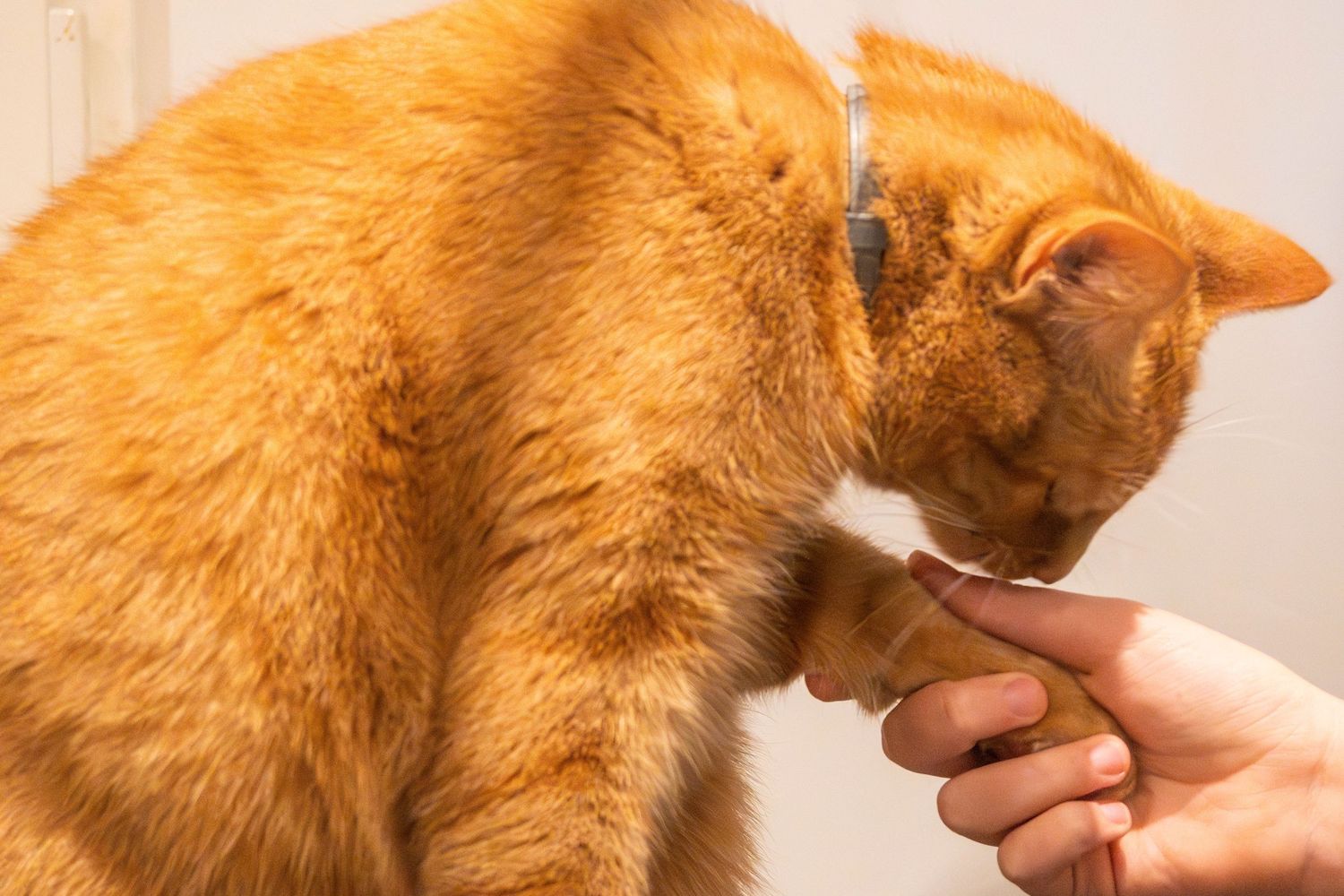 Focus op kattenwelzijn