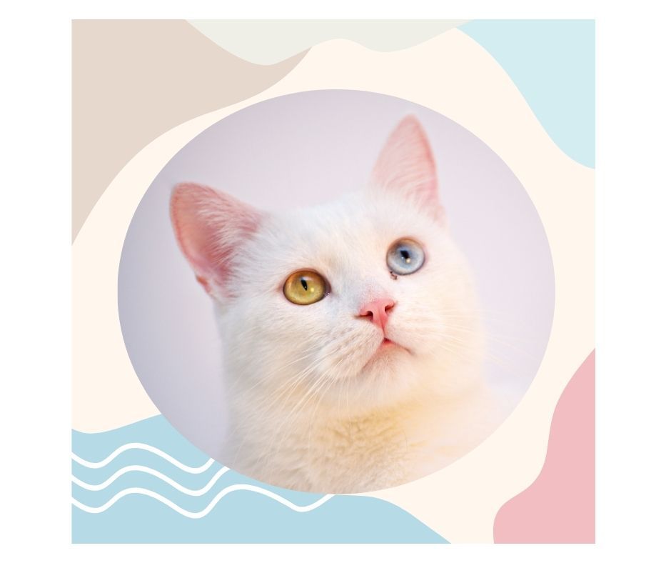 Zonnebrand bij katten