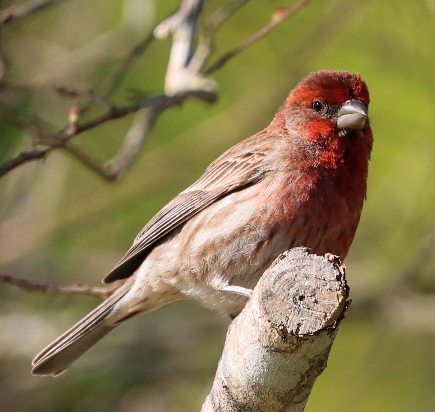 Up-close portrait of a House Finch at Ferry Pass, FL—clear, sharp bird photography showing detailed plumage and bright eyes.