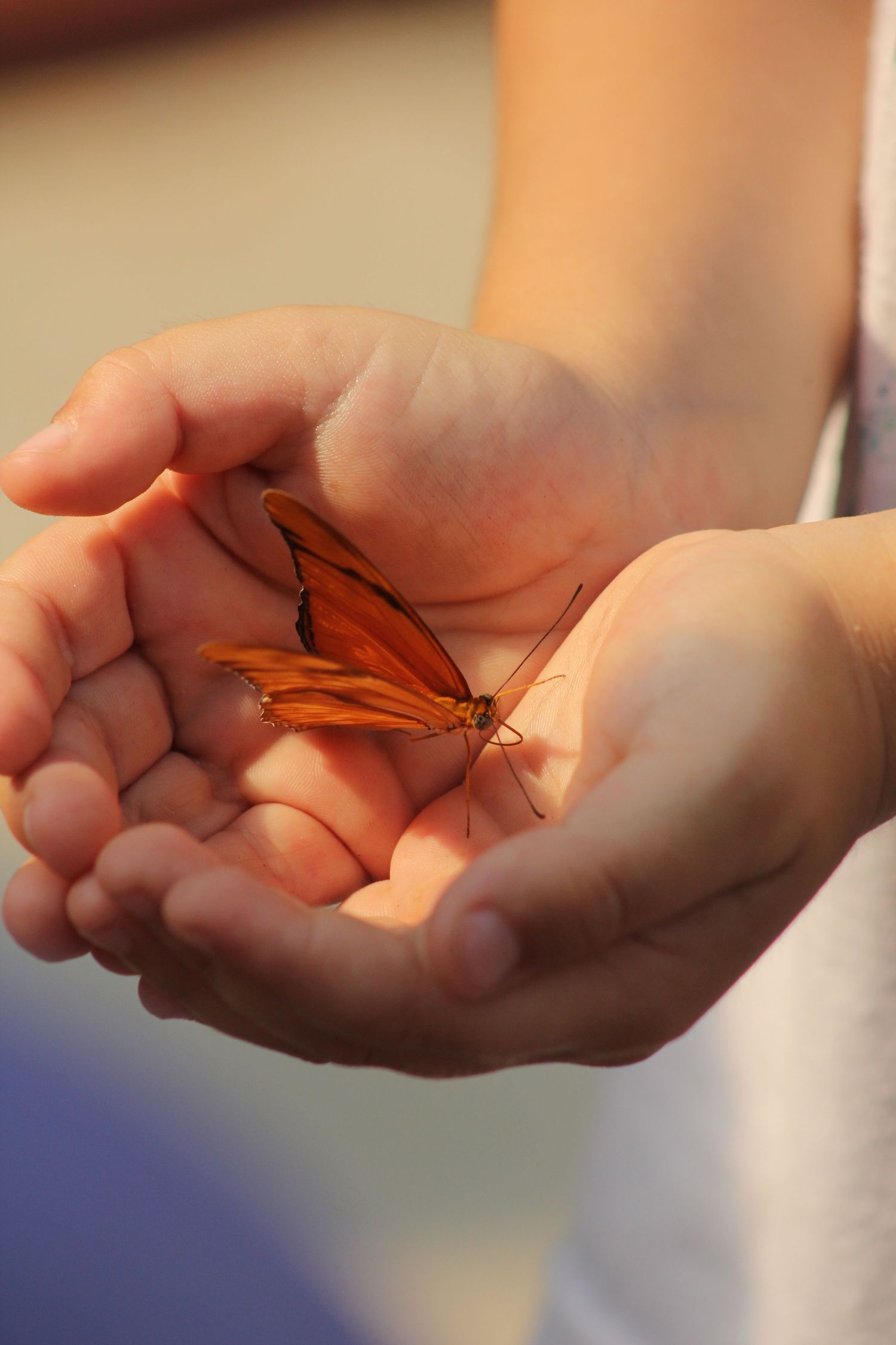 Candid portrait of child gently holding a Julia butterfly in Navarre, FL—evocative, nurturing moment by Photography by Rachel.