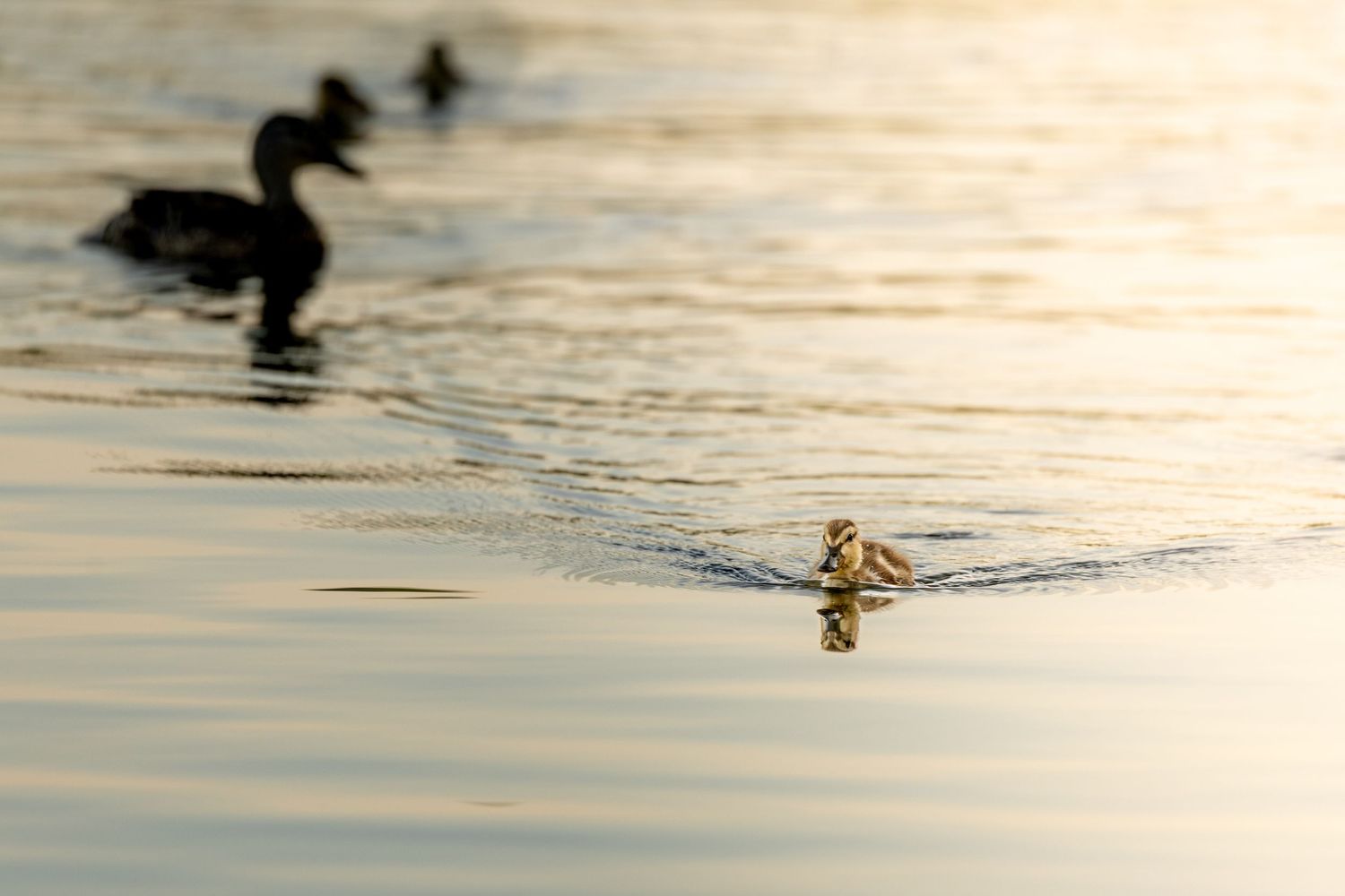 A duckling swims alone on a golden reflective lake at sunset with two adult ducks silhouetted in the background.