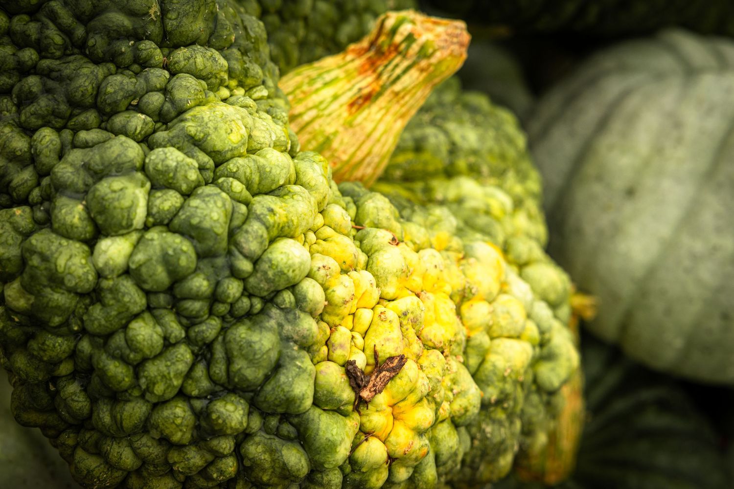 Close-up of a bumpy green acorn squash with yellow patches at a farmers market.