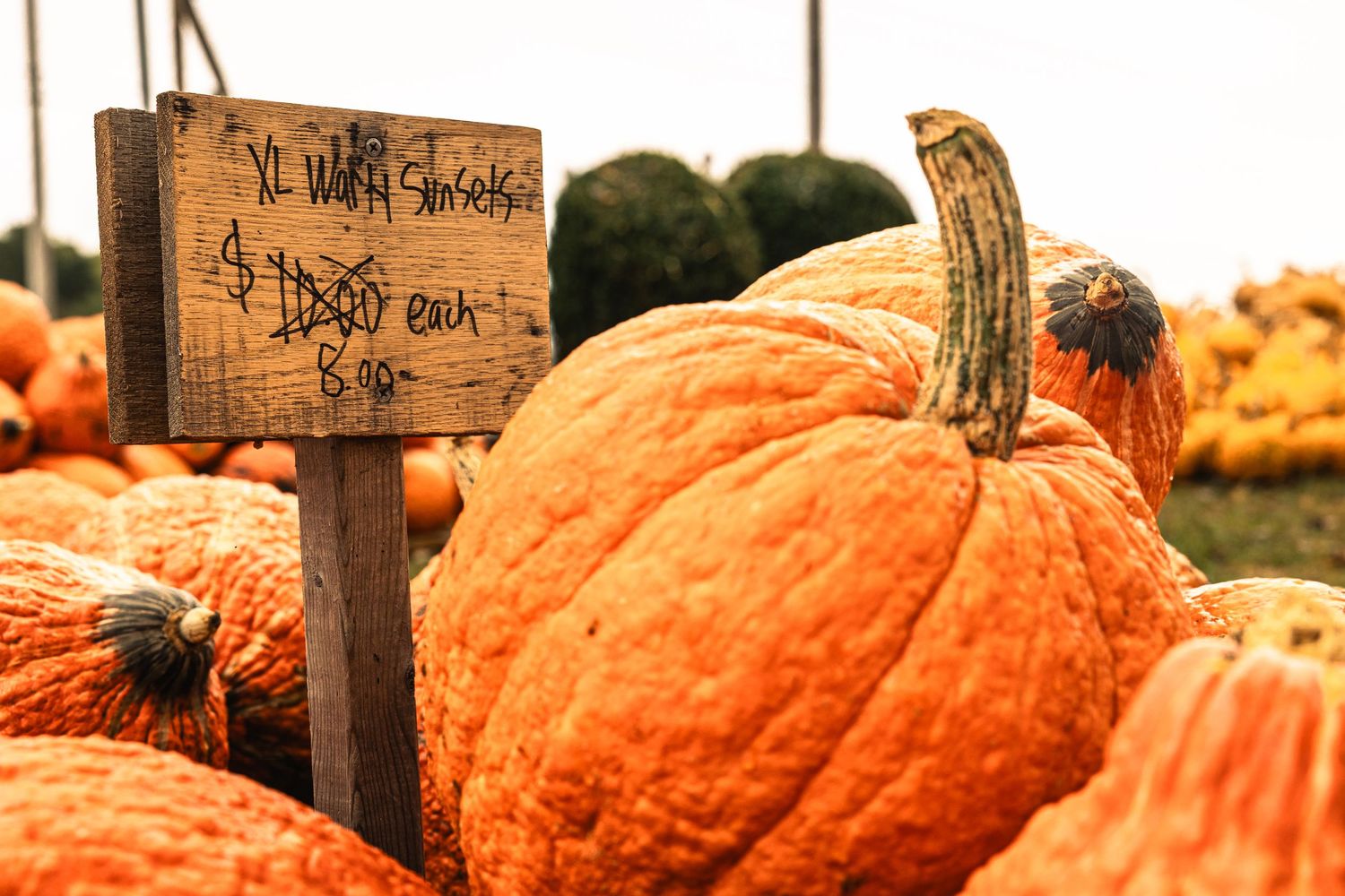 Large orange pumpkins displayed at a fall harvest patch with a rustic wooden price sign among the seasonal gourds.