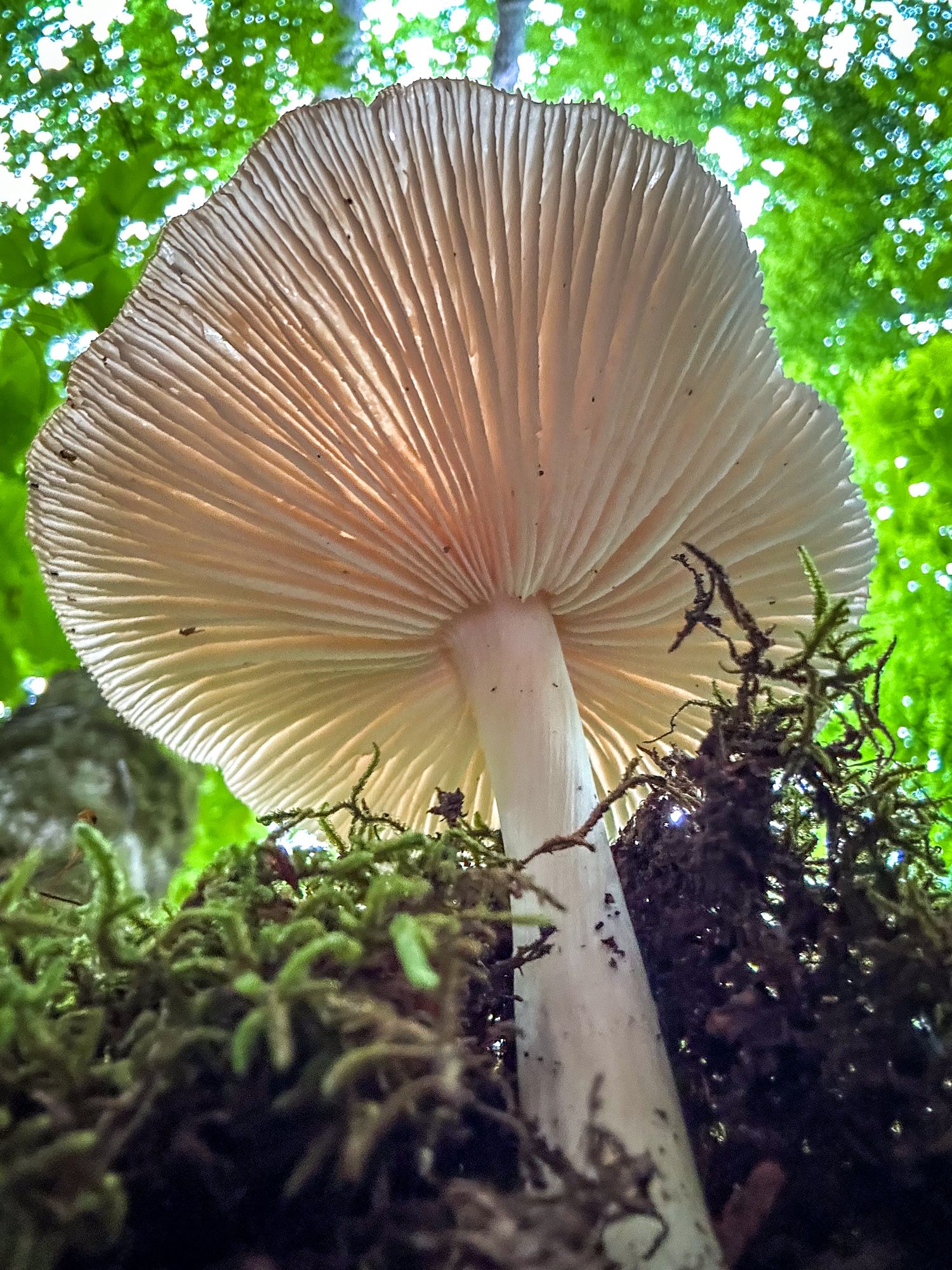 Close-up view from below a large white mushroom cap showing detailed gills, growing on mossy forest floor.
