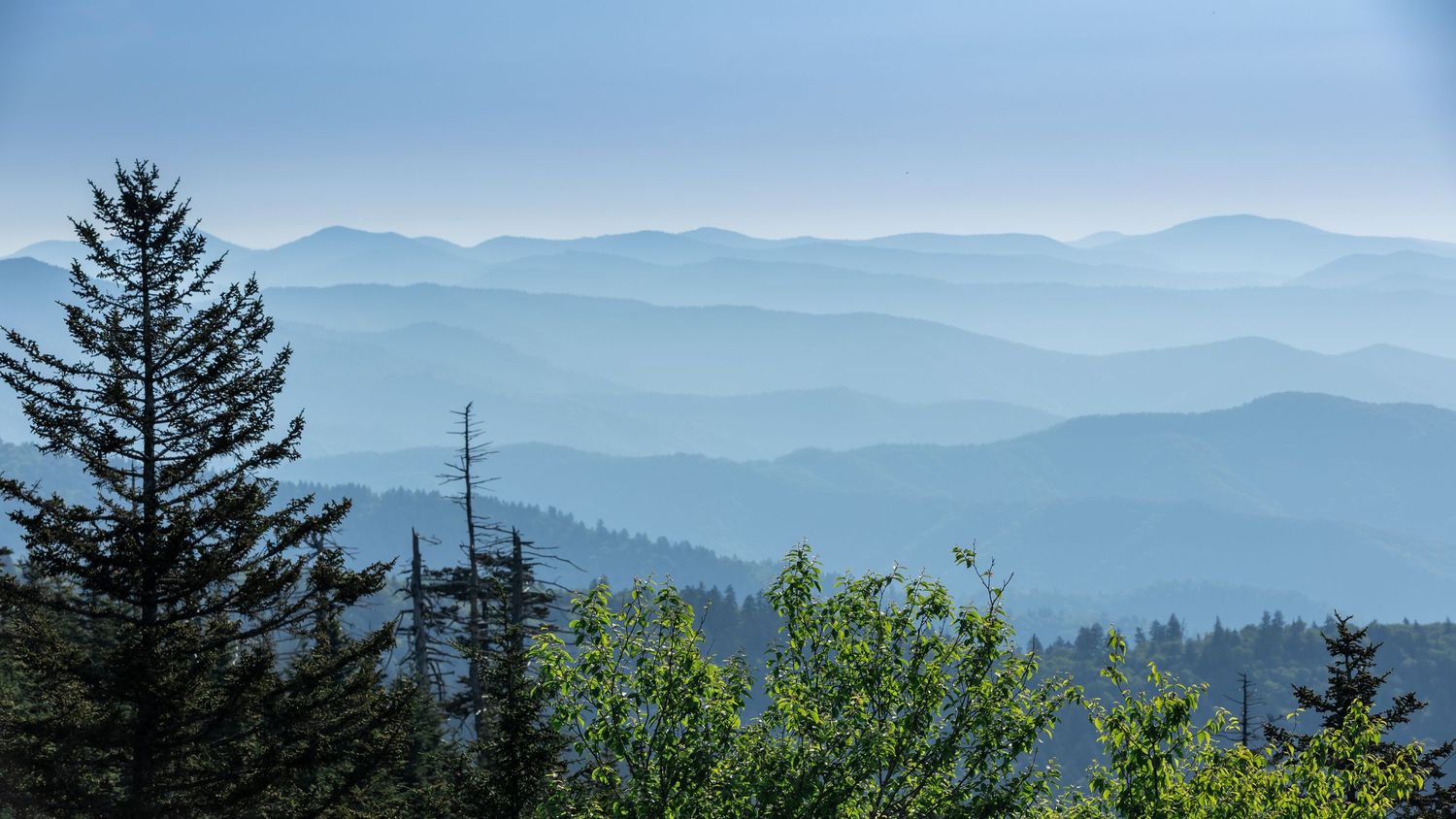 Layered blue mountain ridges recede into misty haze with evergreen trees in foreground at Great Smoky Mountains.